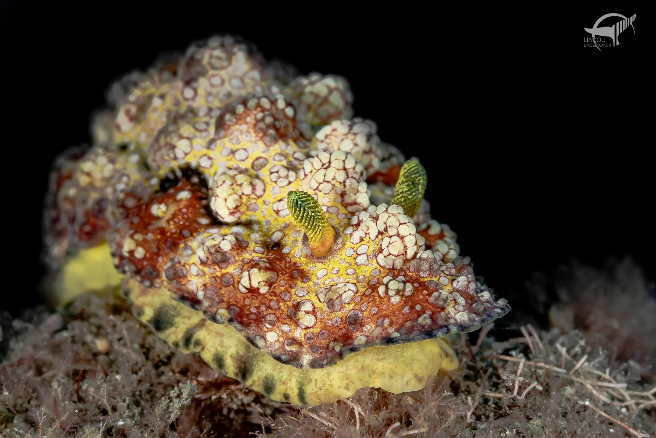 Phyllidiopsis cardinalis