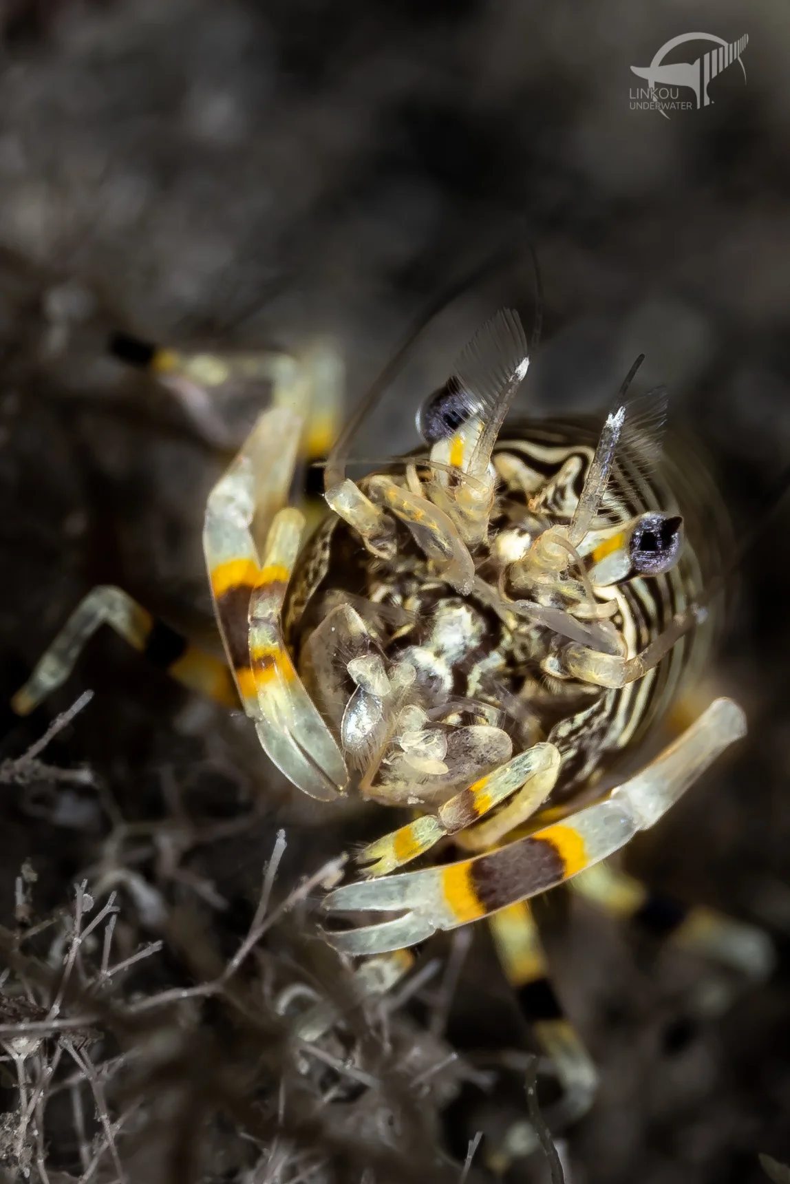 Gnathophyllum americanum