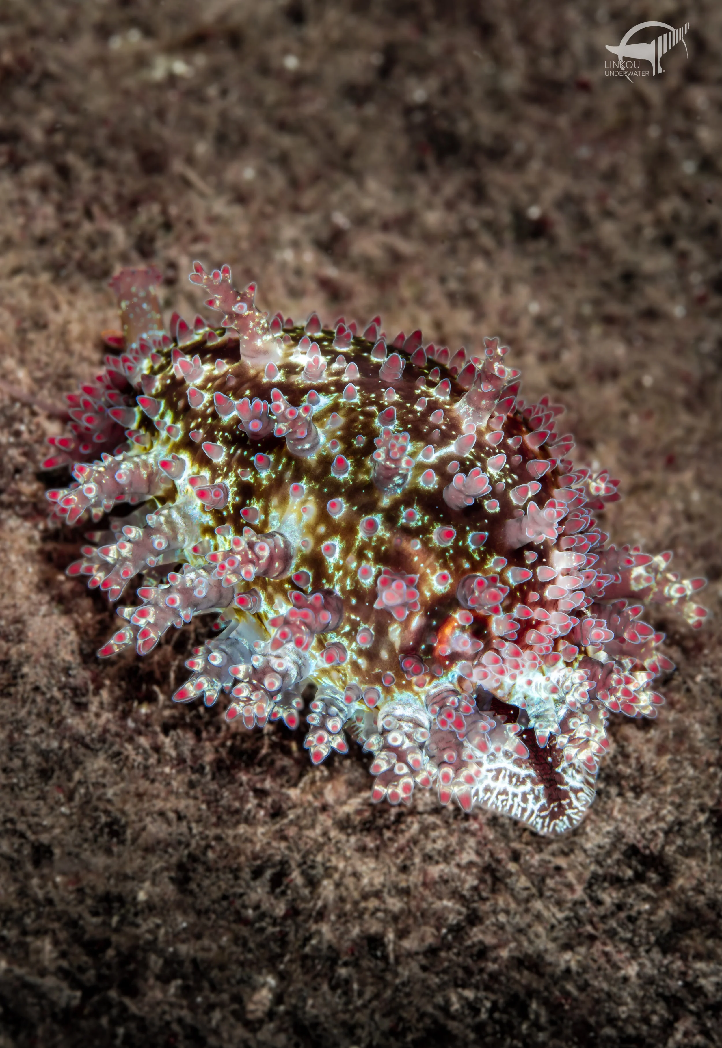 Monetaria caputserpentis