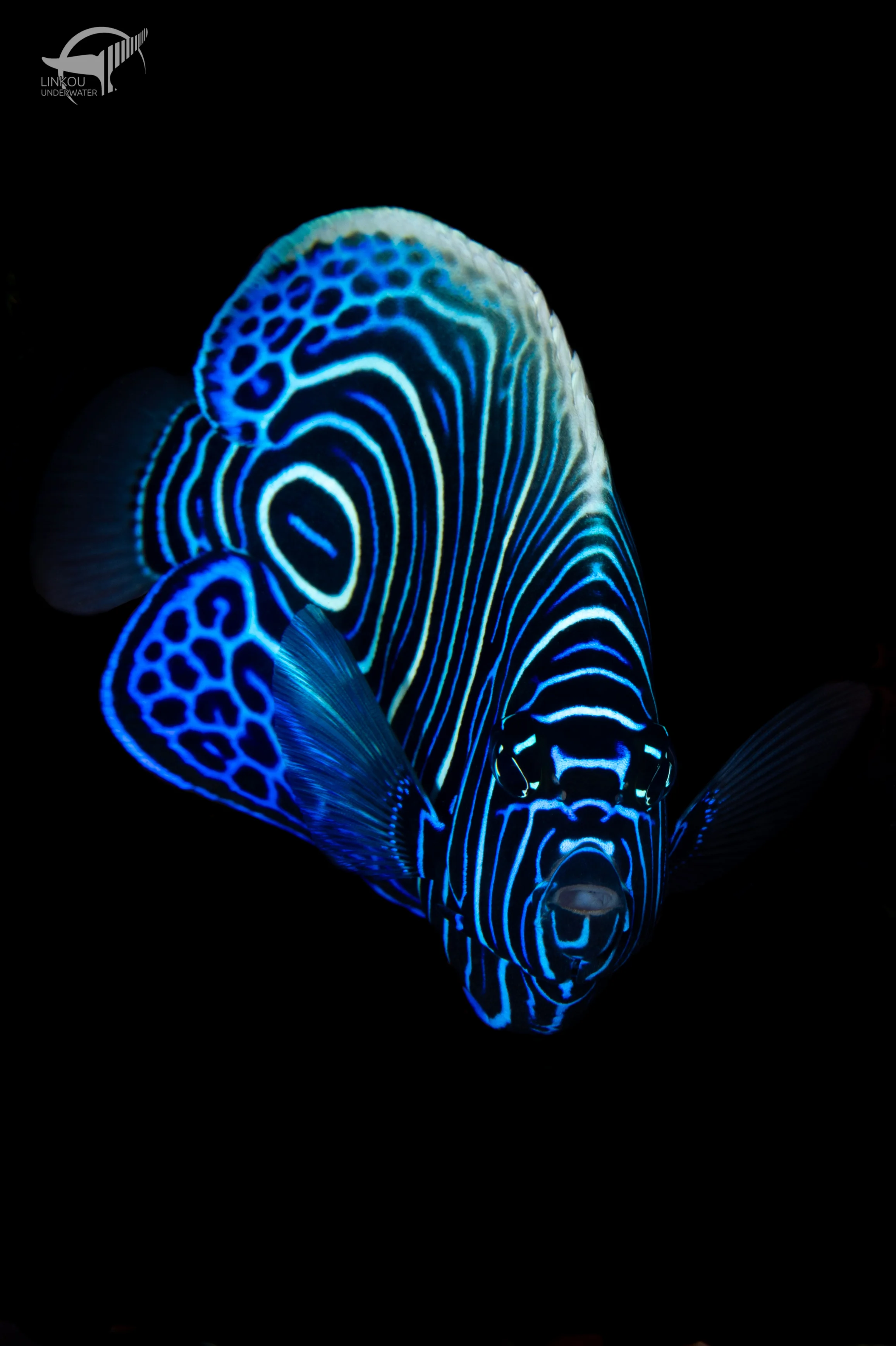 Pomacanthus imperator (juvenile)