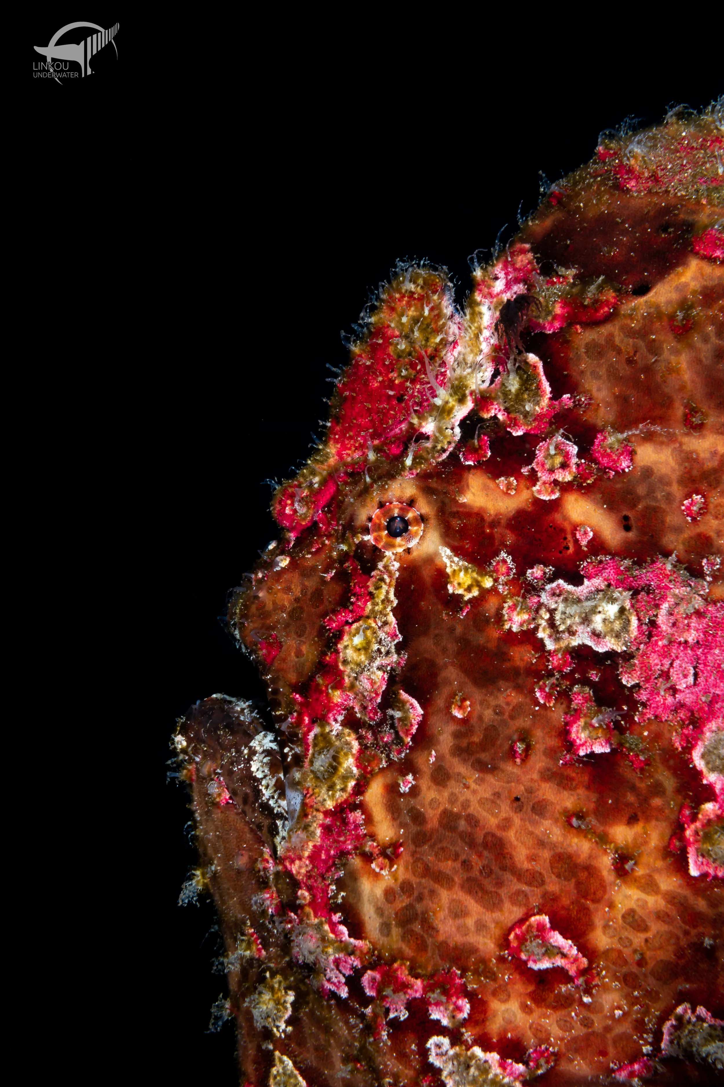 Antennarius commerson