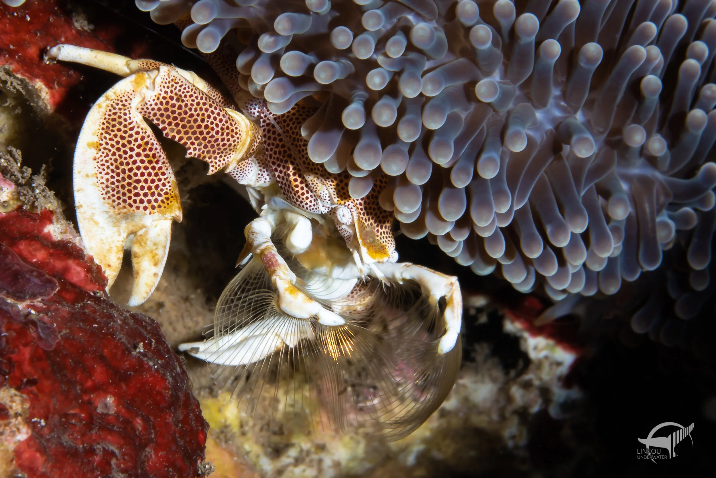 Neopetrolisthes maculatus