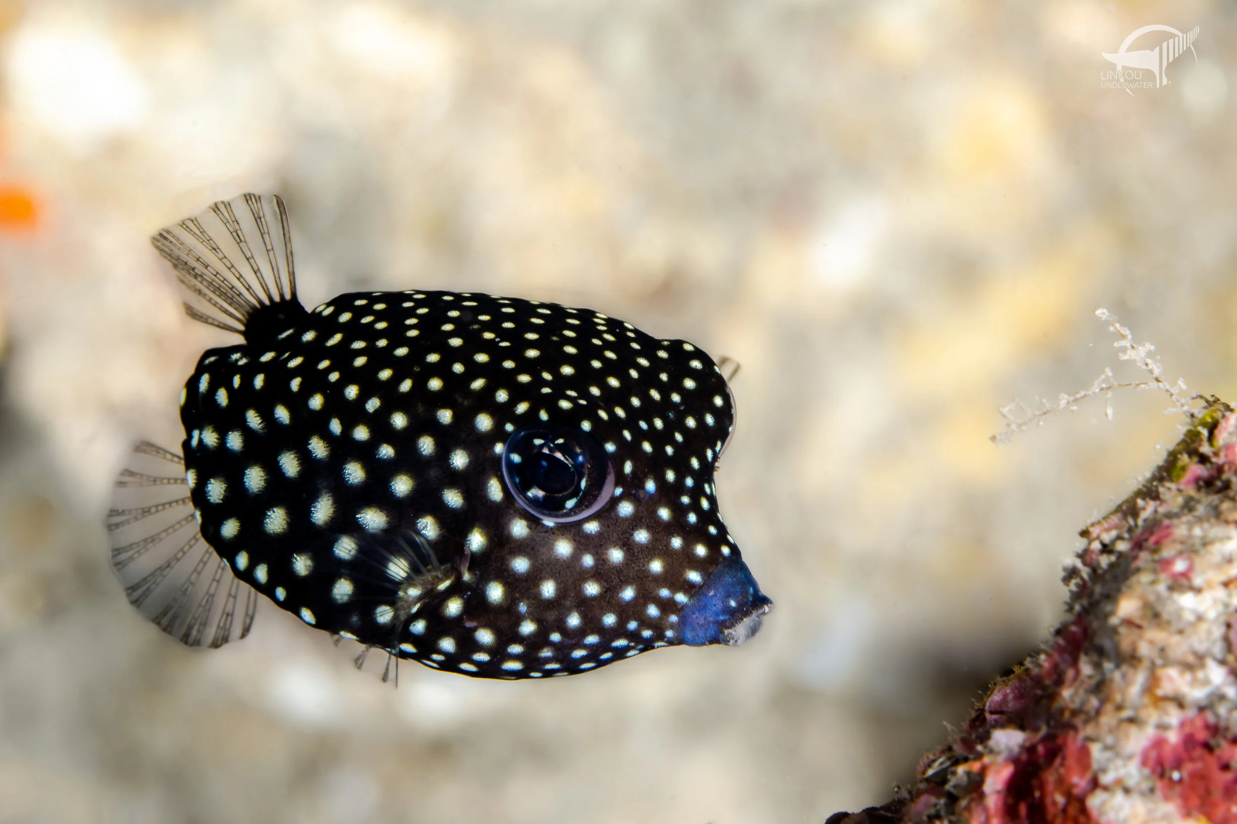 Ostracion meteagris (female)