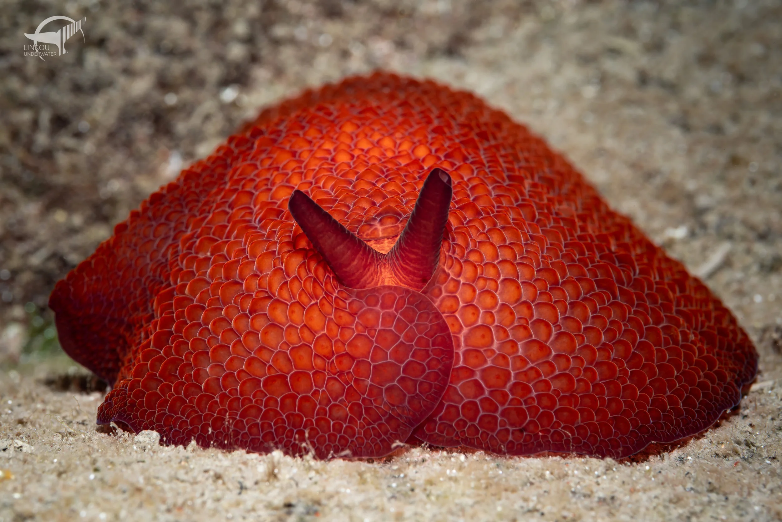 Pleurobranchus peroni