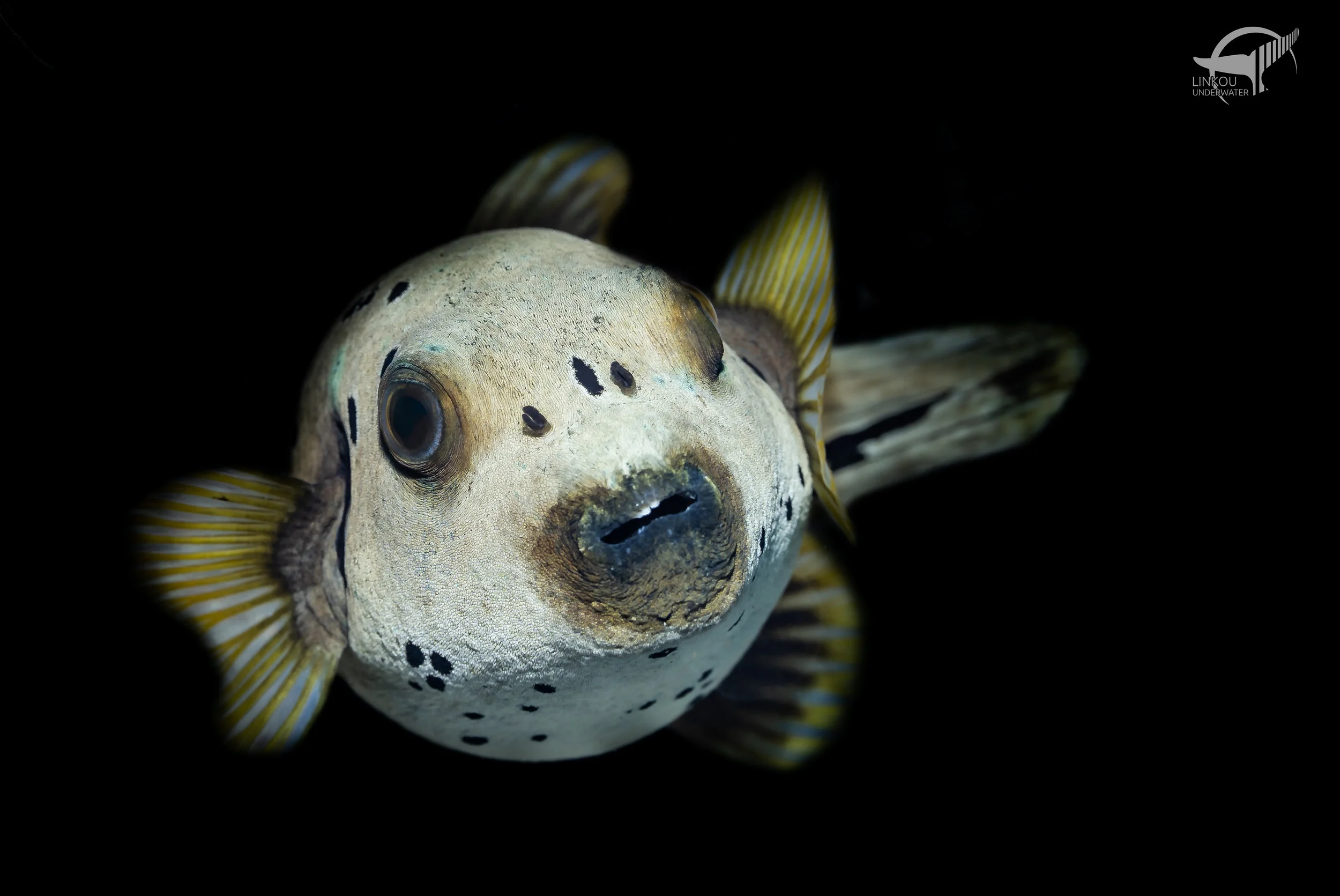 Arothron nigropunctatus