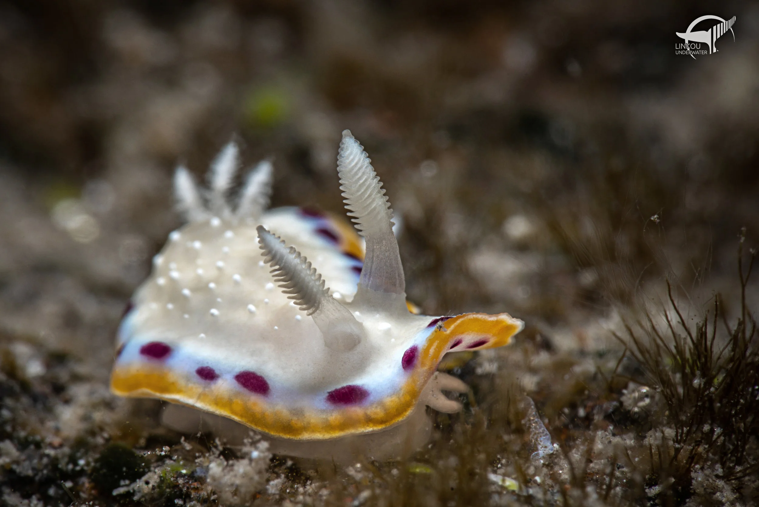 Goniobranchus lekker
