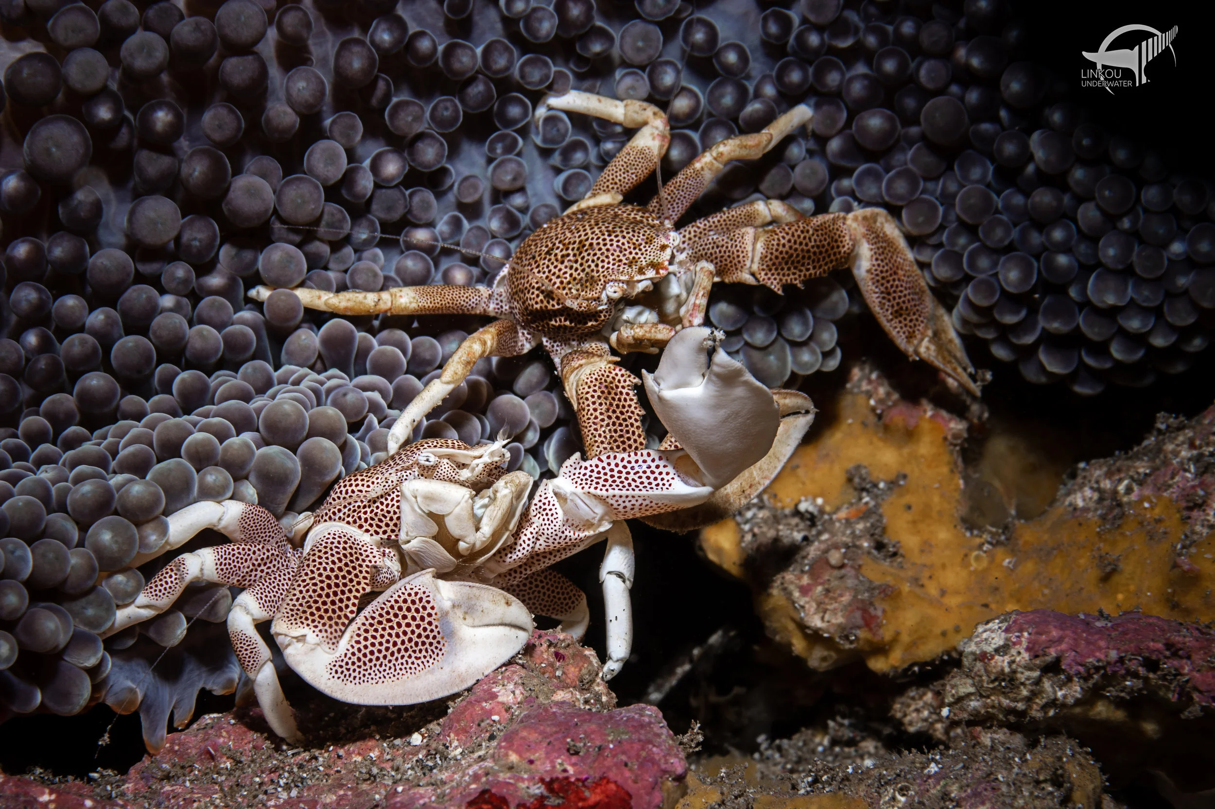 Neopetrolisthes maculatus