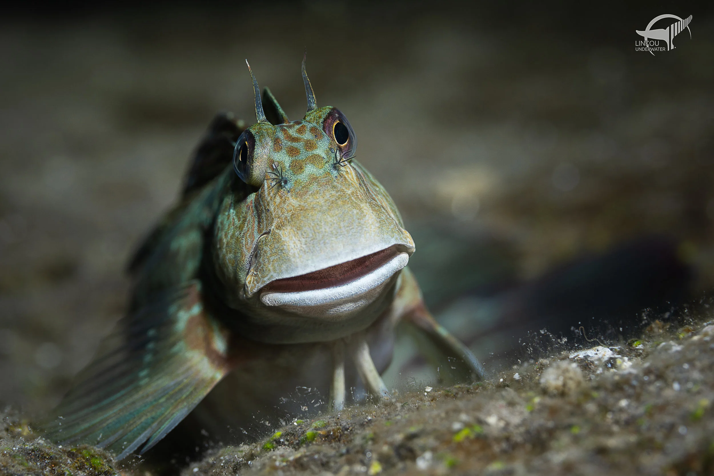 Istiblennius edentulus