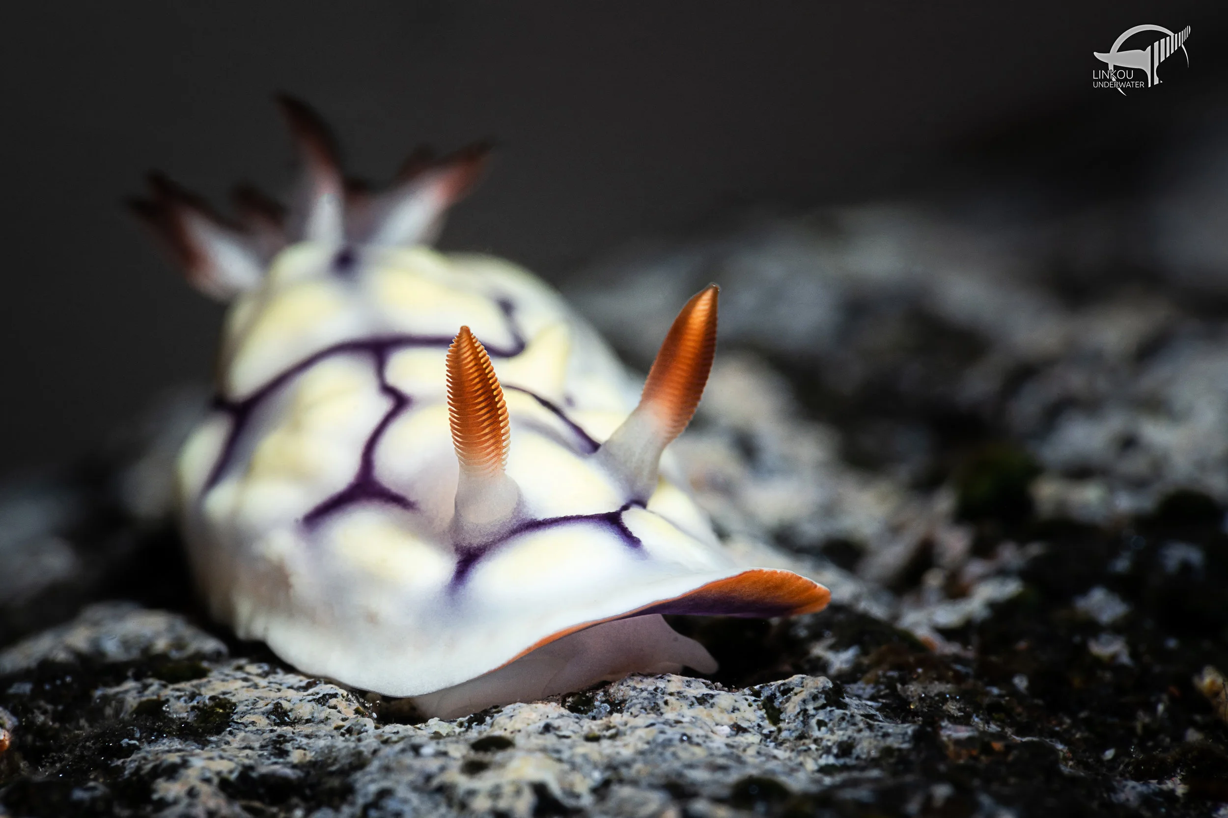 Goniobranchus conchyliatus