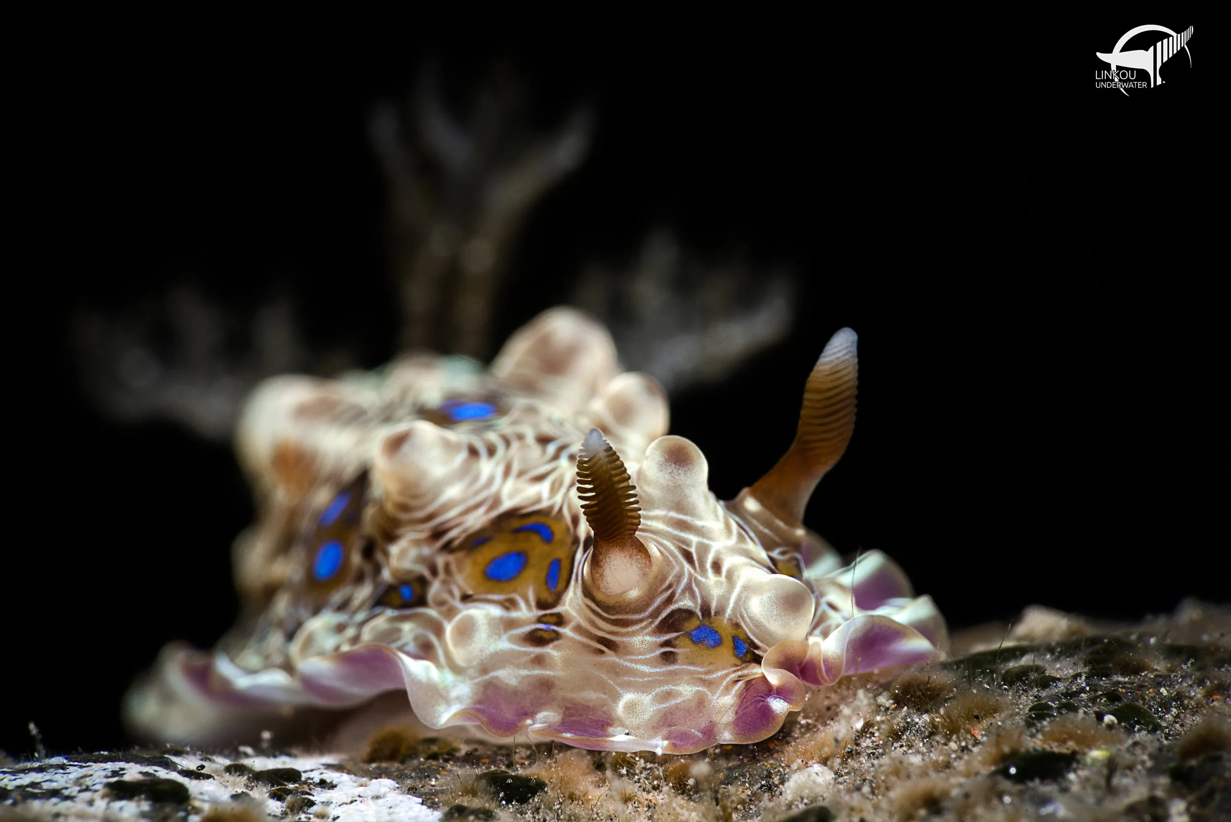 Dendrodoris denisoni