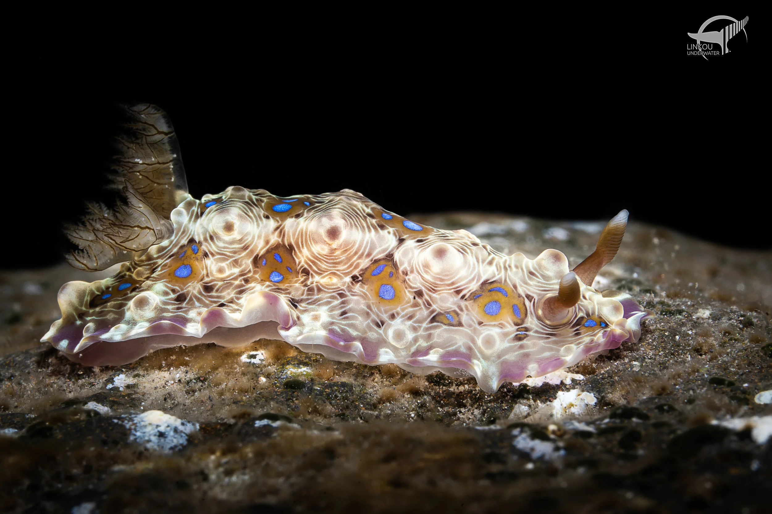 Dendrodoris denisoni