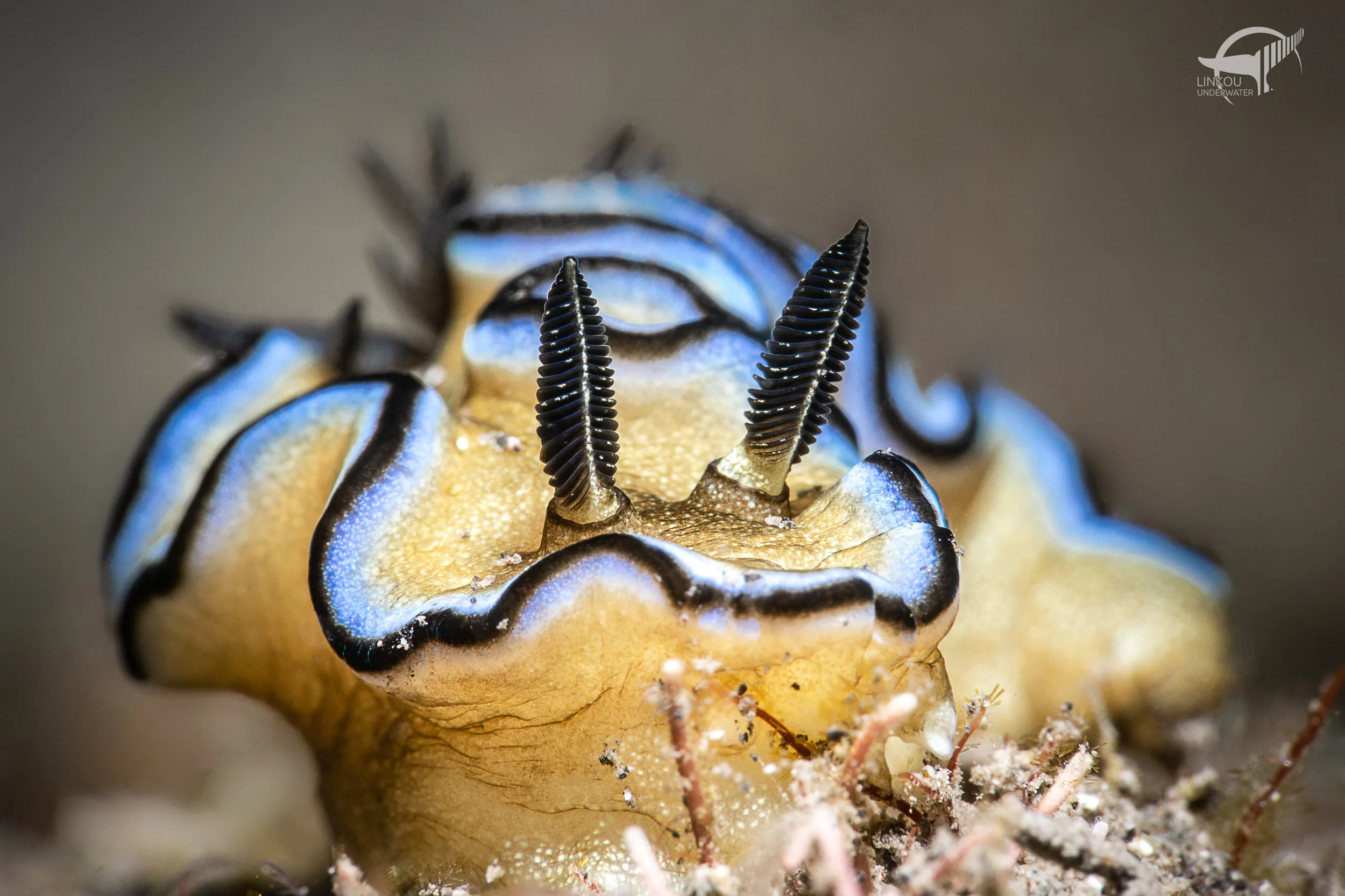 Doriprismatica astromarginata