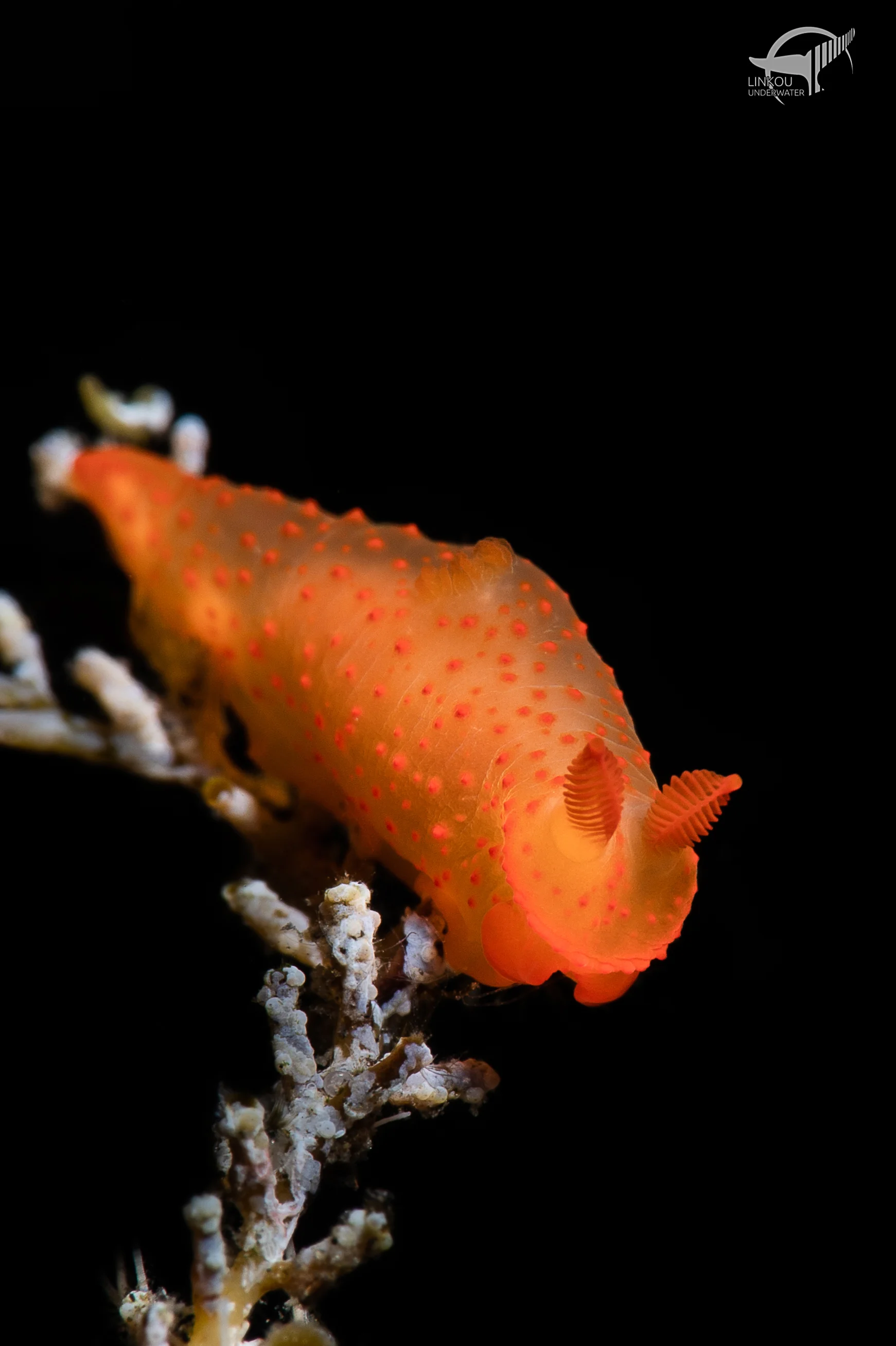 Gymnodoris sp