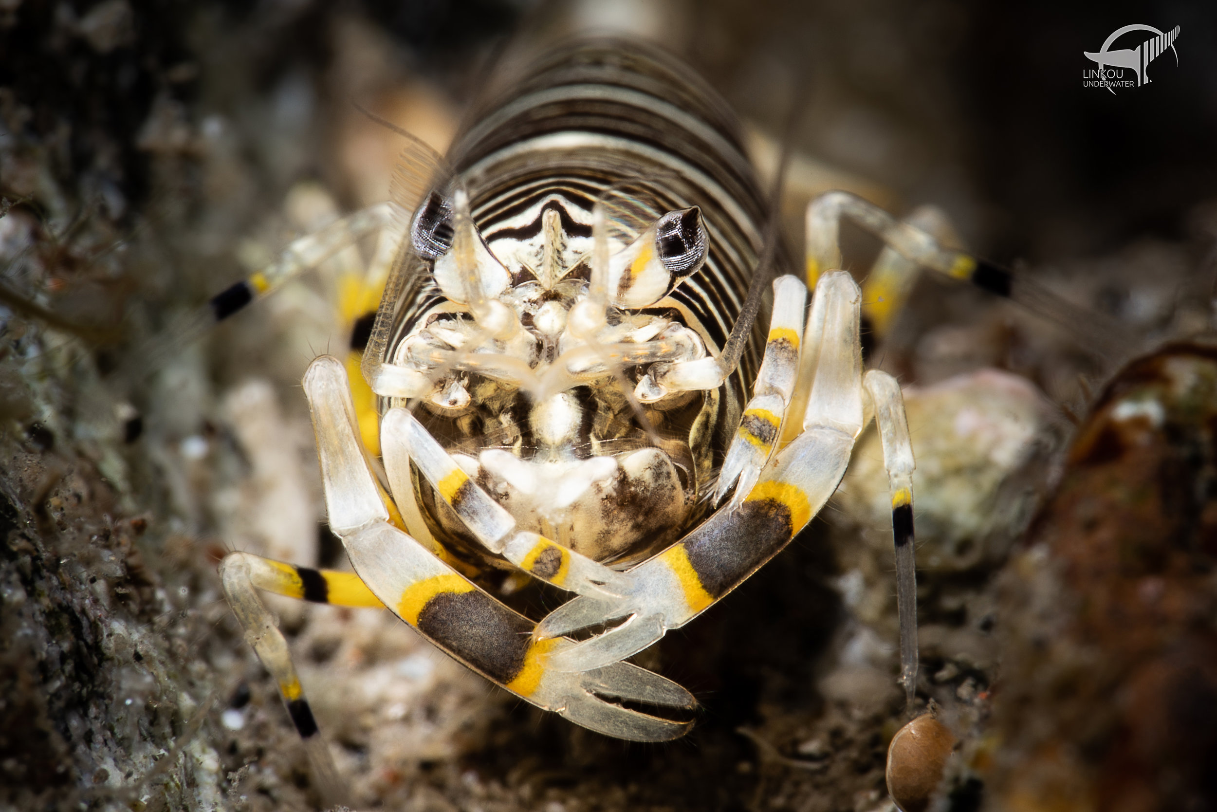 Gnathophyllum americanum