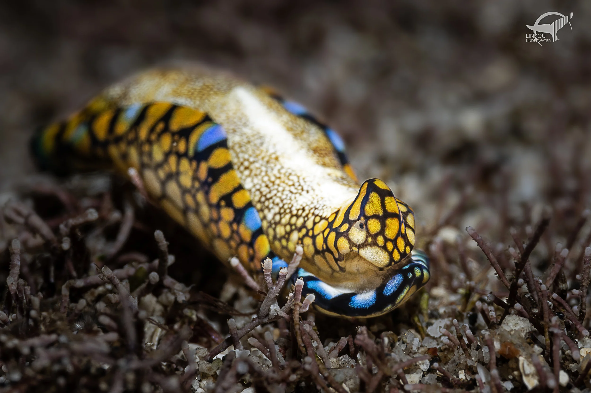 Tubulophilinopsis reticulata