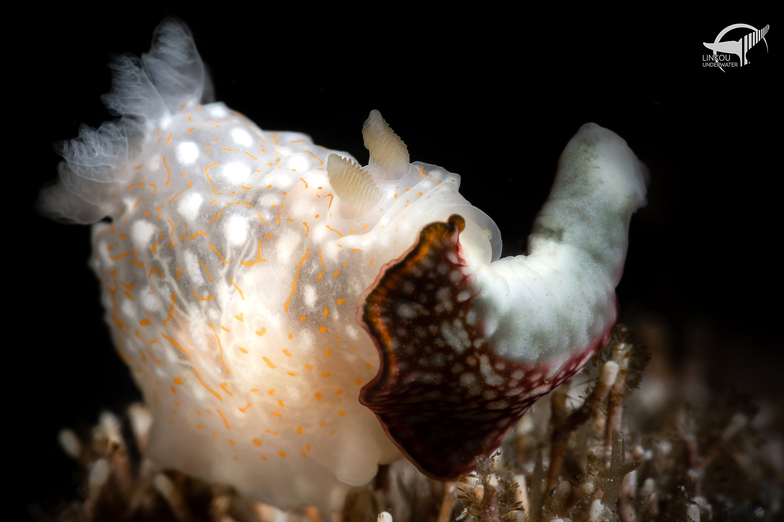 Gymnodoris okinawae