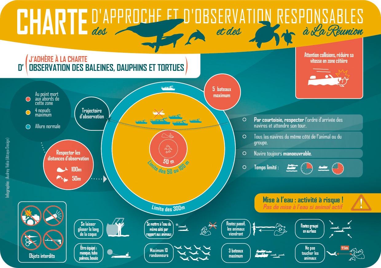 The guidelines that everyone have to respect while approaching and interacting with humpback whales in Reunion Island
