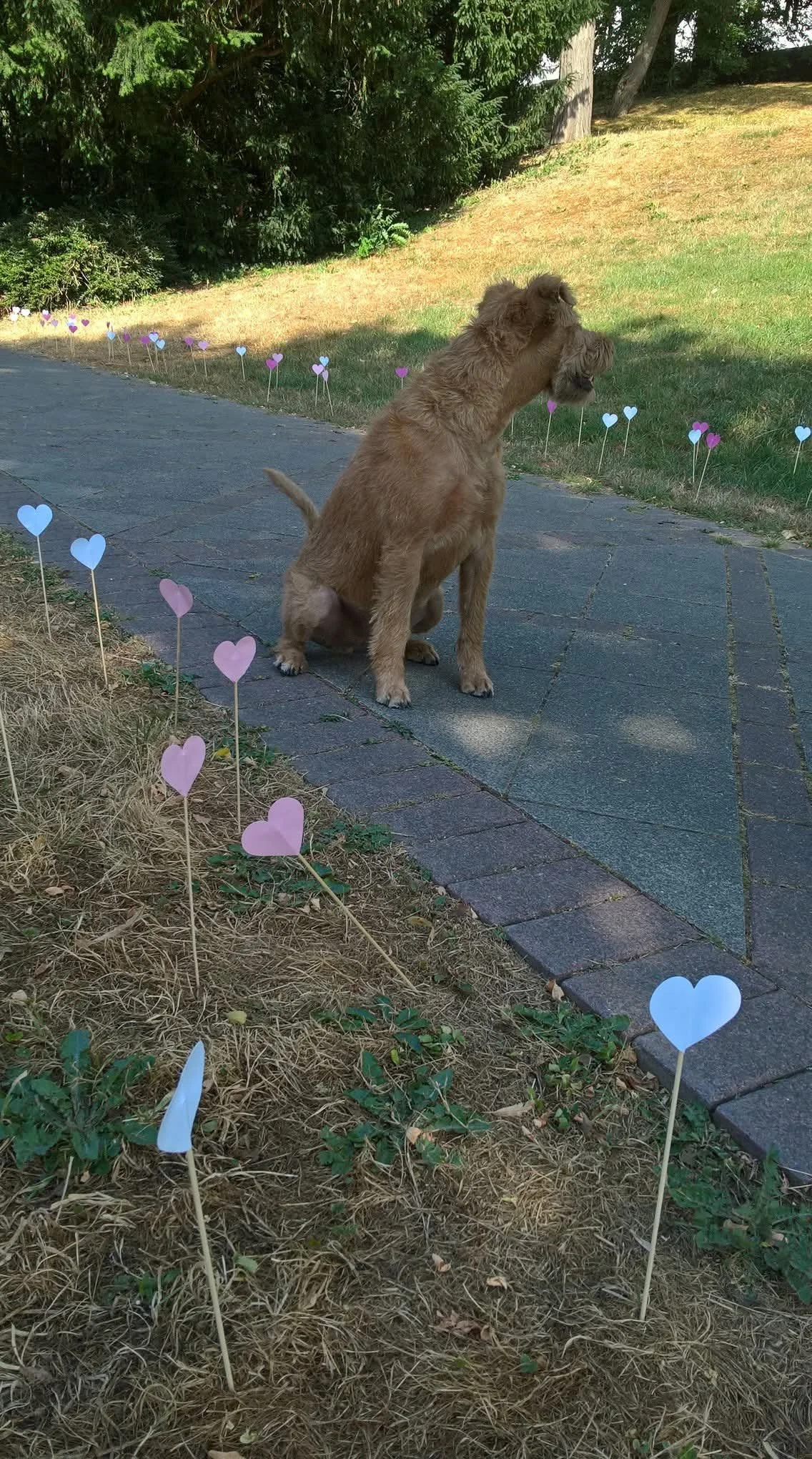 gentle burt 2.jpg