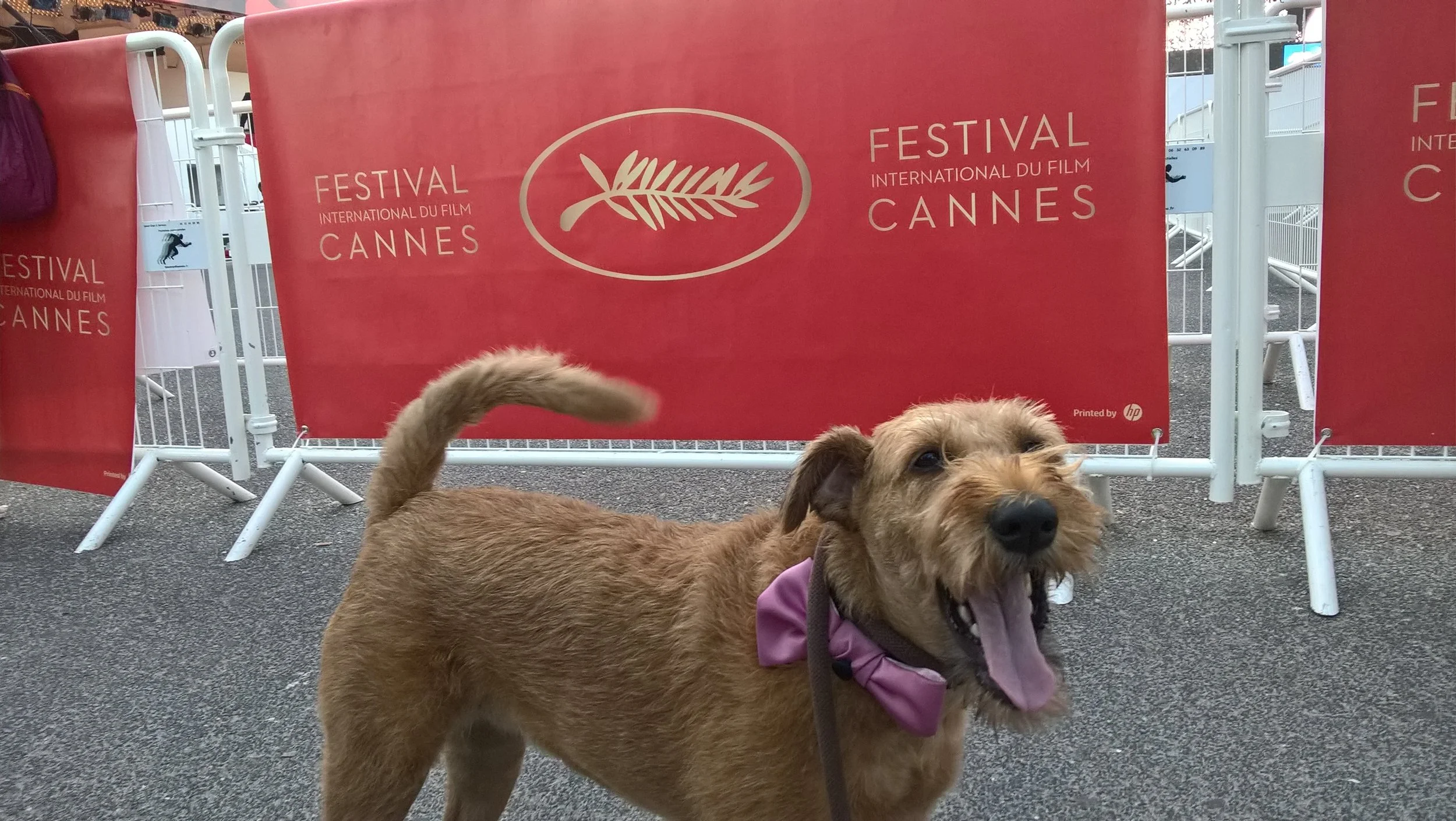 Gentle2 cannes  try out.jpg