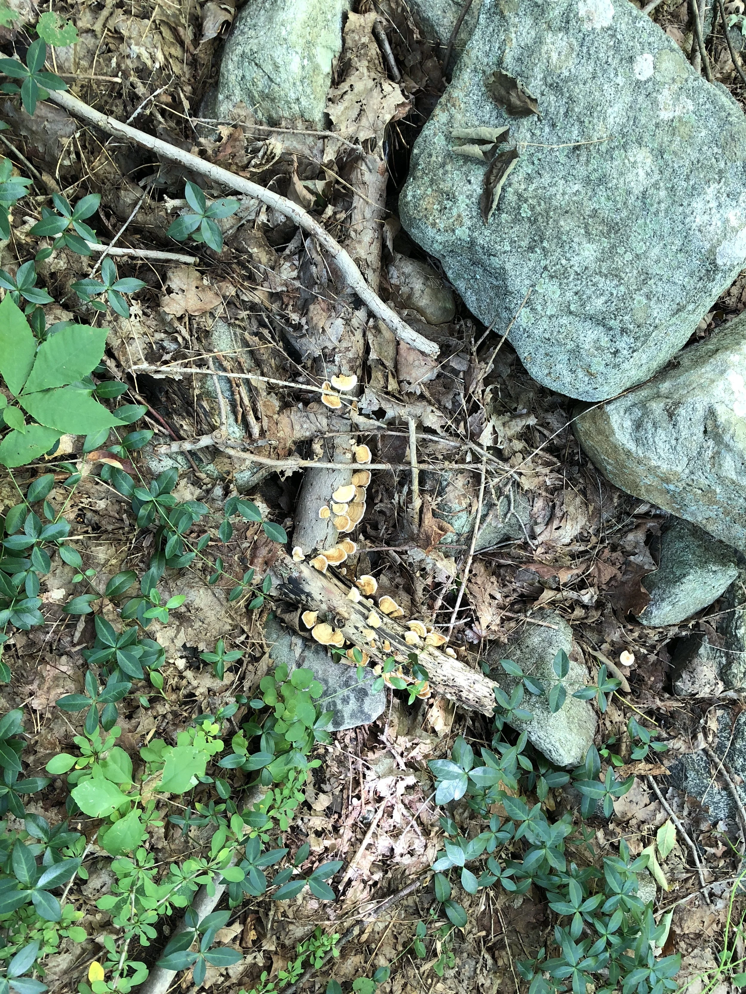 ココナッツオイル問題