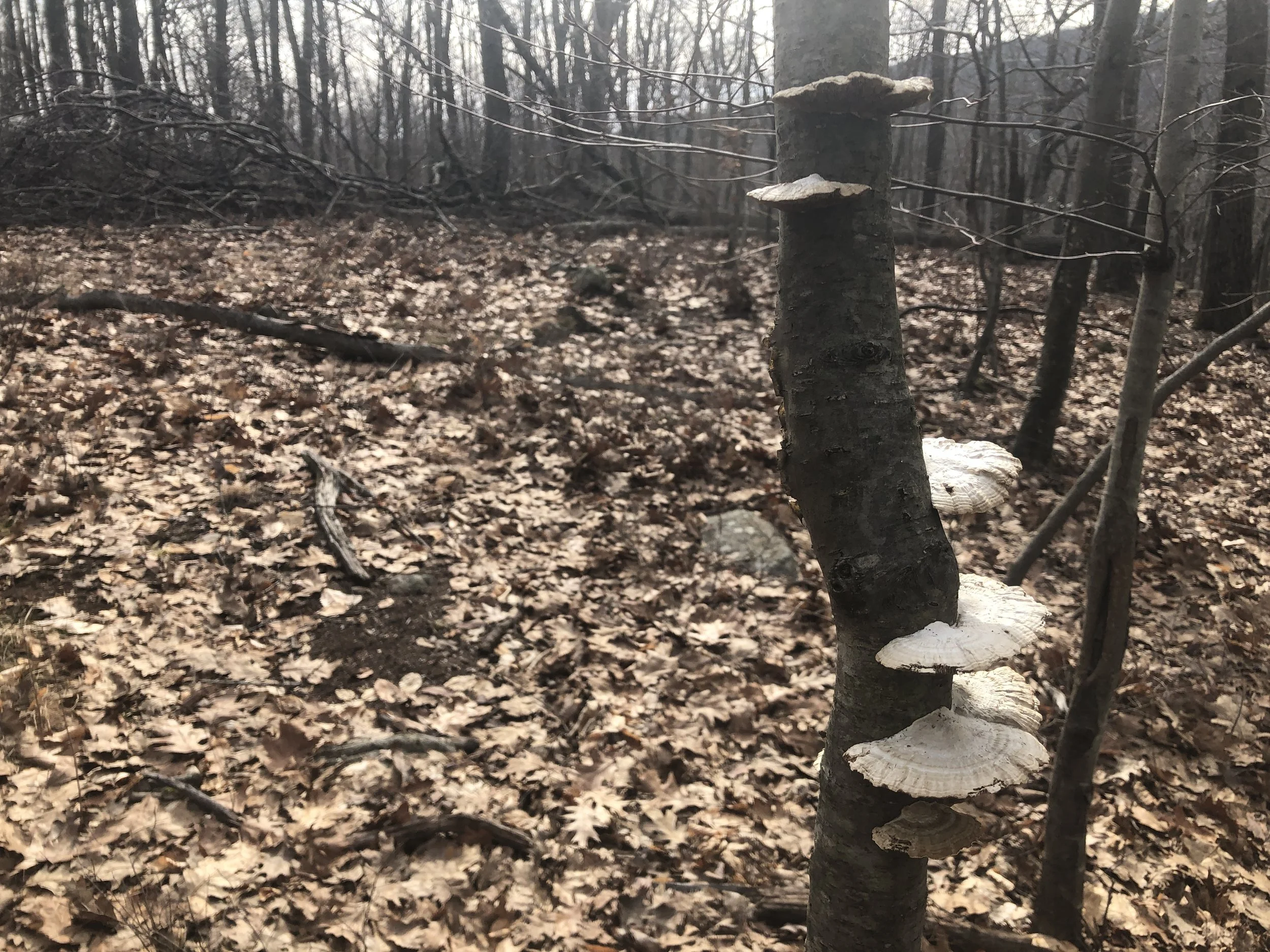 ２月・３月のイベント情報