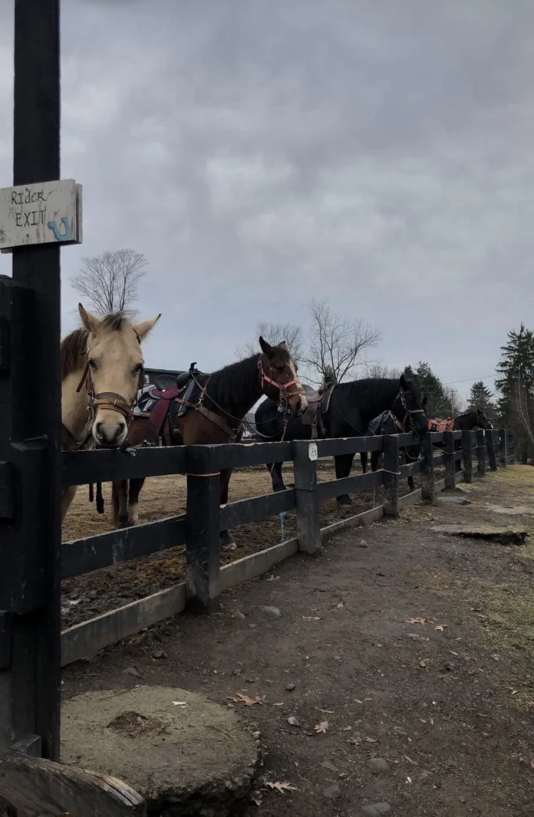 Horses wait for riders at Pine Ridge Dude Ranch. Photo Credit: Frahmida Usman