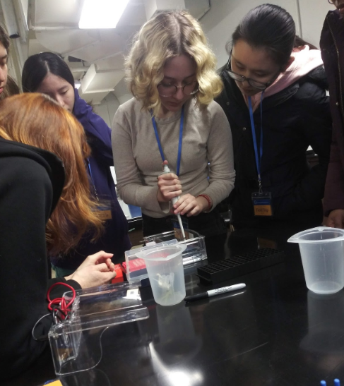 Students add their own DNA to the gel to perform gel electrophoresis. Photo credit: Faezhan Choudhary
