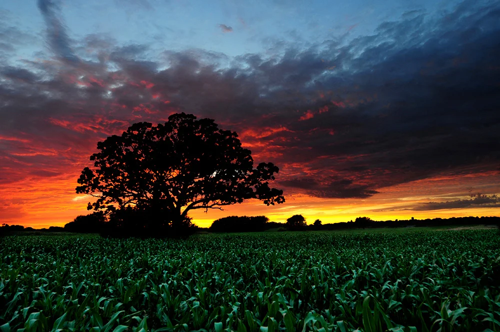 fineart-04.jpg