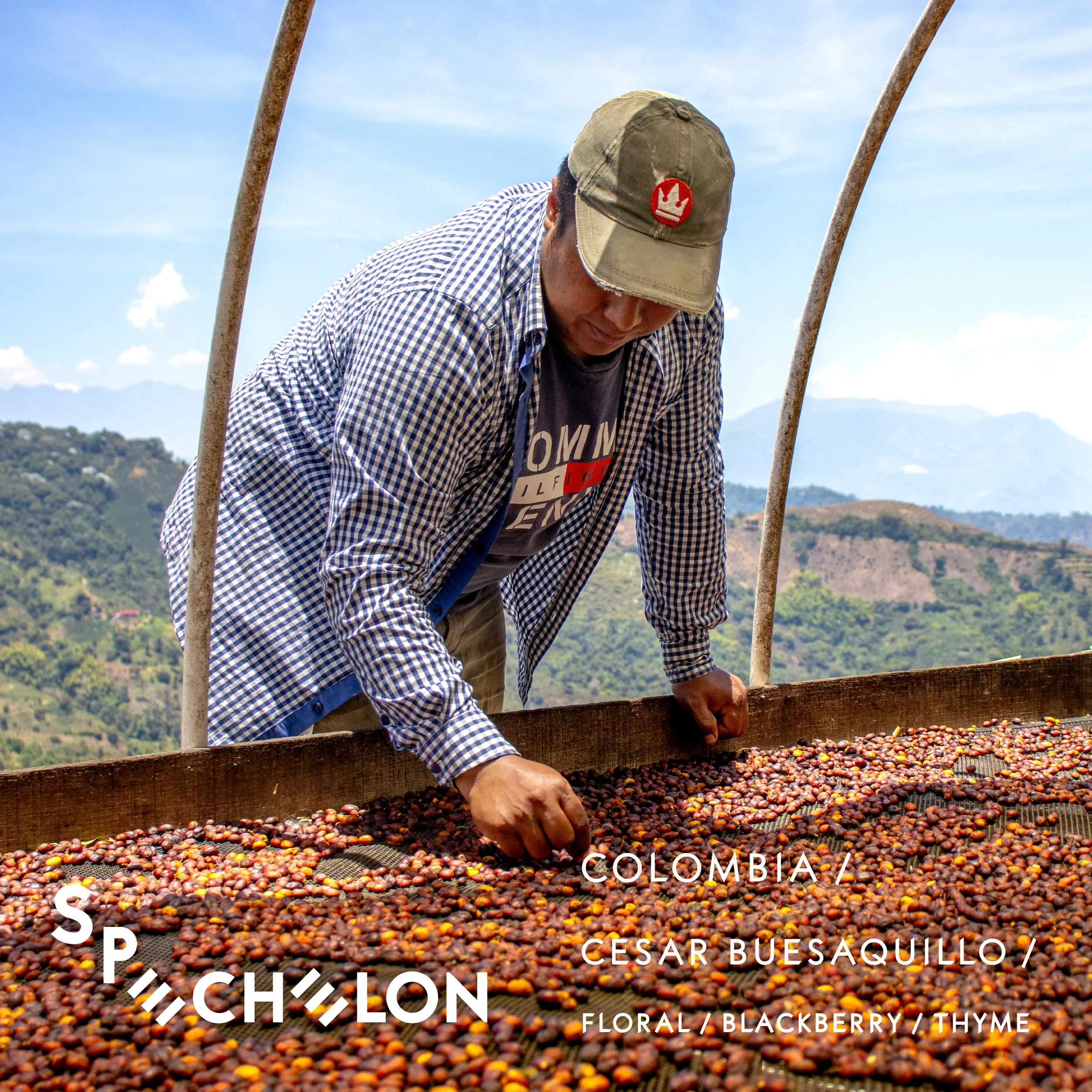 SPECHELON III - Cesar Buesaquillo natural Chiroso