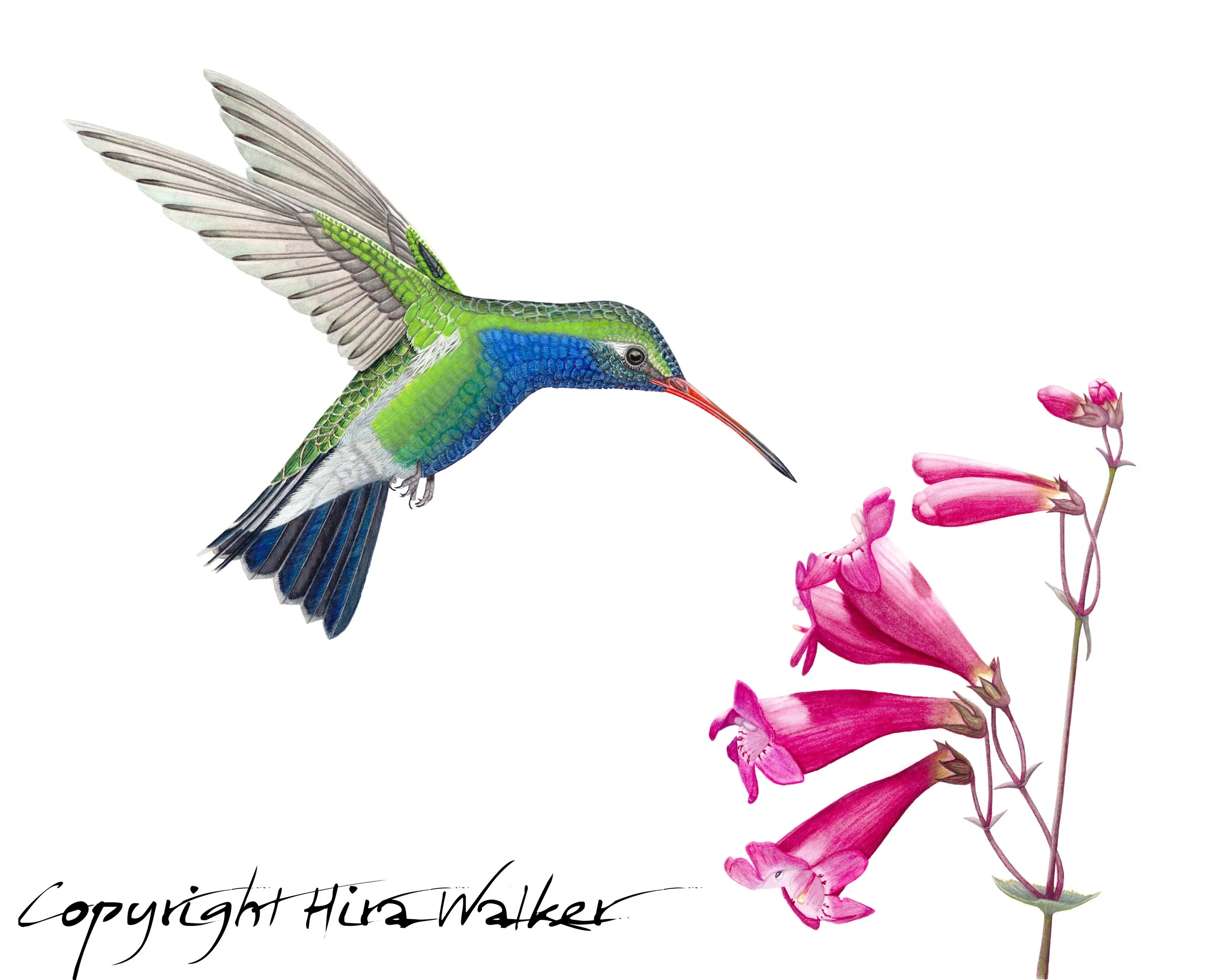 Broad-billed Hummingbird and Penstemon Composite with Sig.jpg