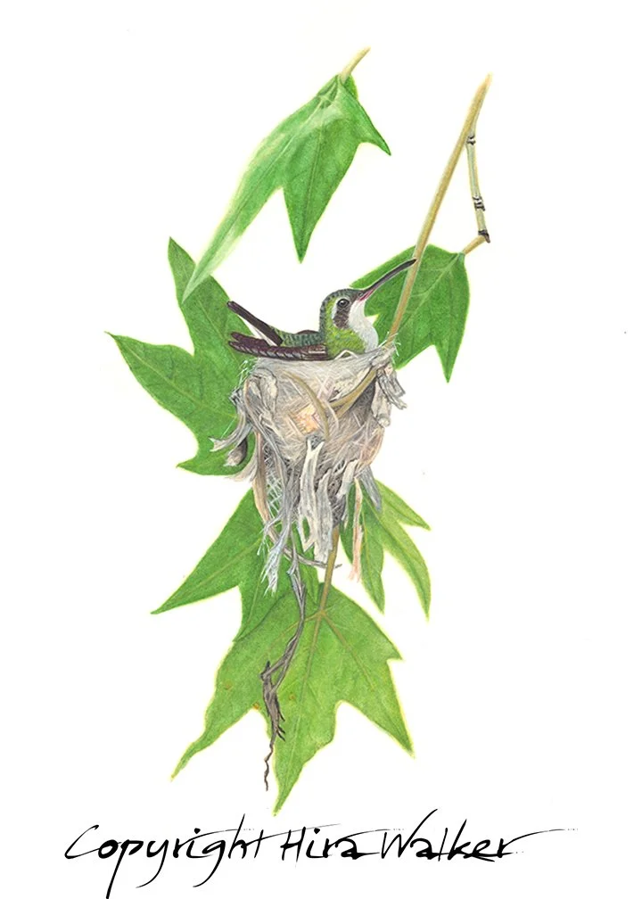 Broad-billed Hummingbird on Nest_2018-07-04 Final CR.jpg