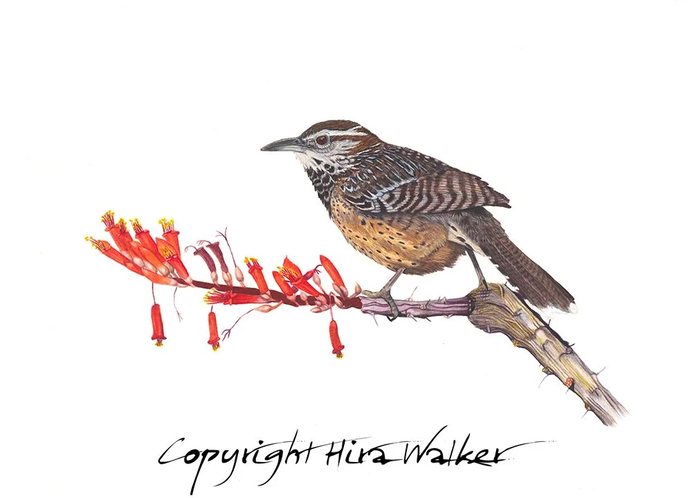 Cactus Wren With Ocotillo_2019-01-22 Final sig.jpg