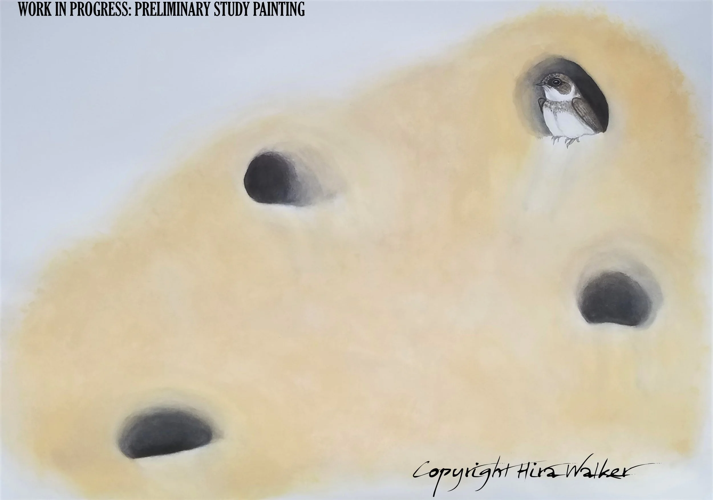 Bank Swallow 1a sig.jpg