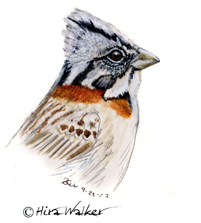 Rufous-collared Sparrow_2017-09-22_01blr cr.jpg