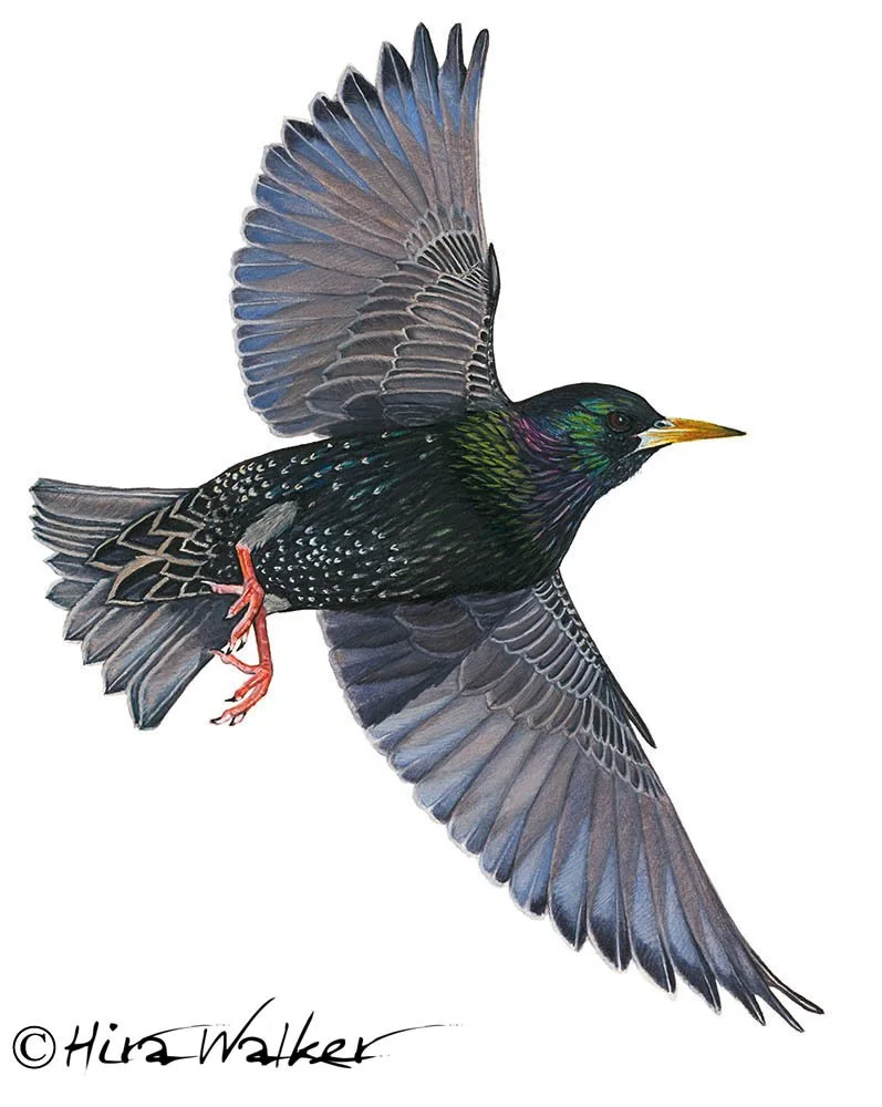 European Starlingr_2018-01-11_Walker-H.jpg