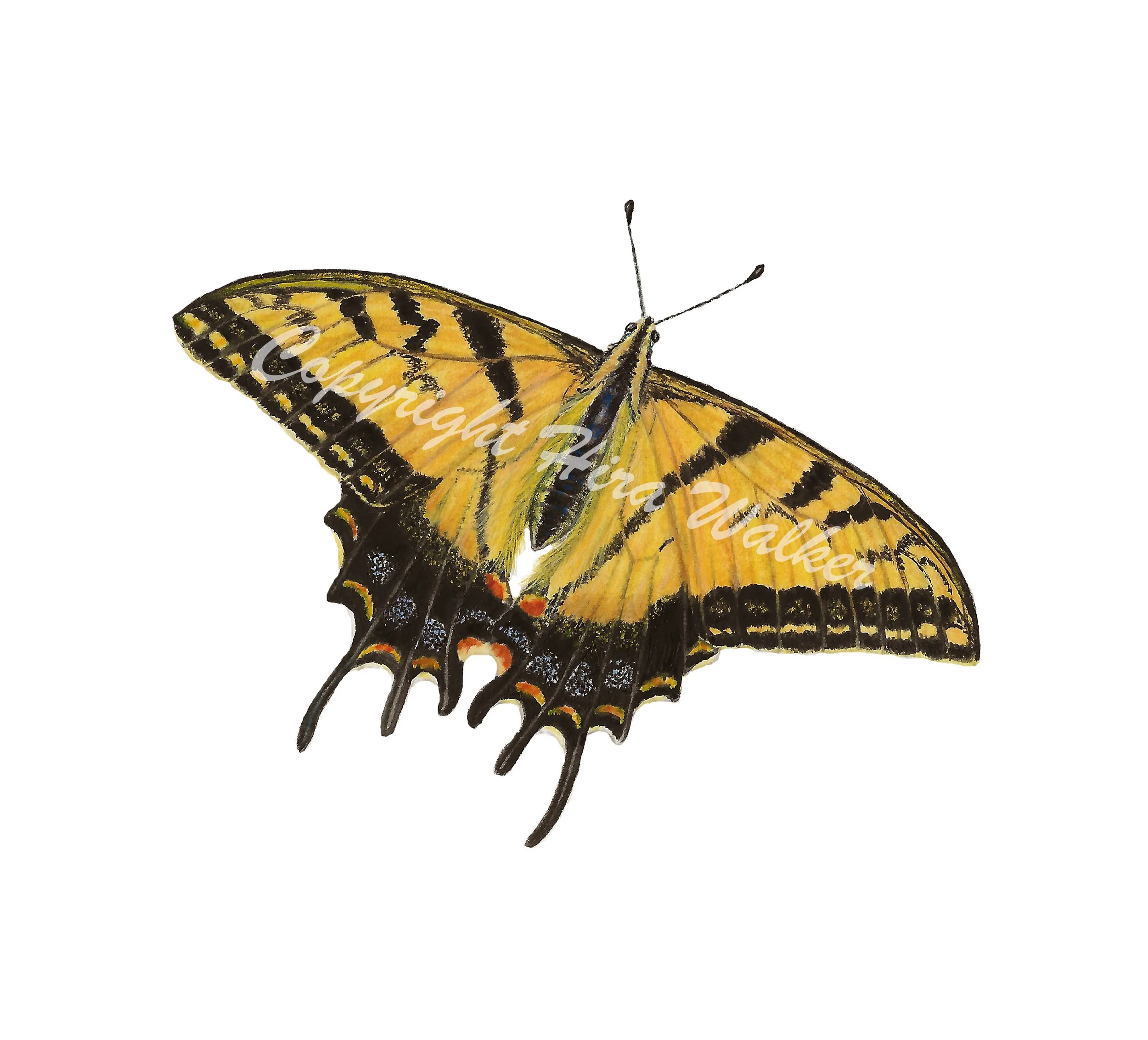 Two-tailed Swallowtail Final cr.jpg