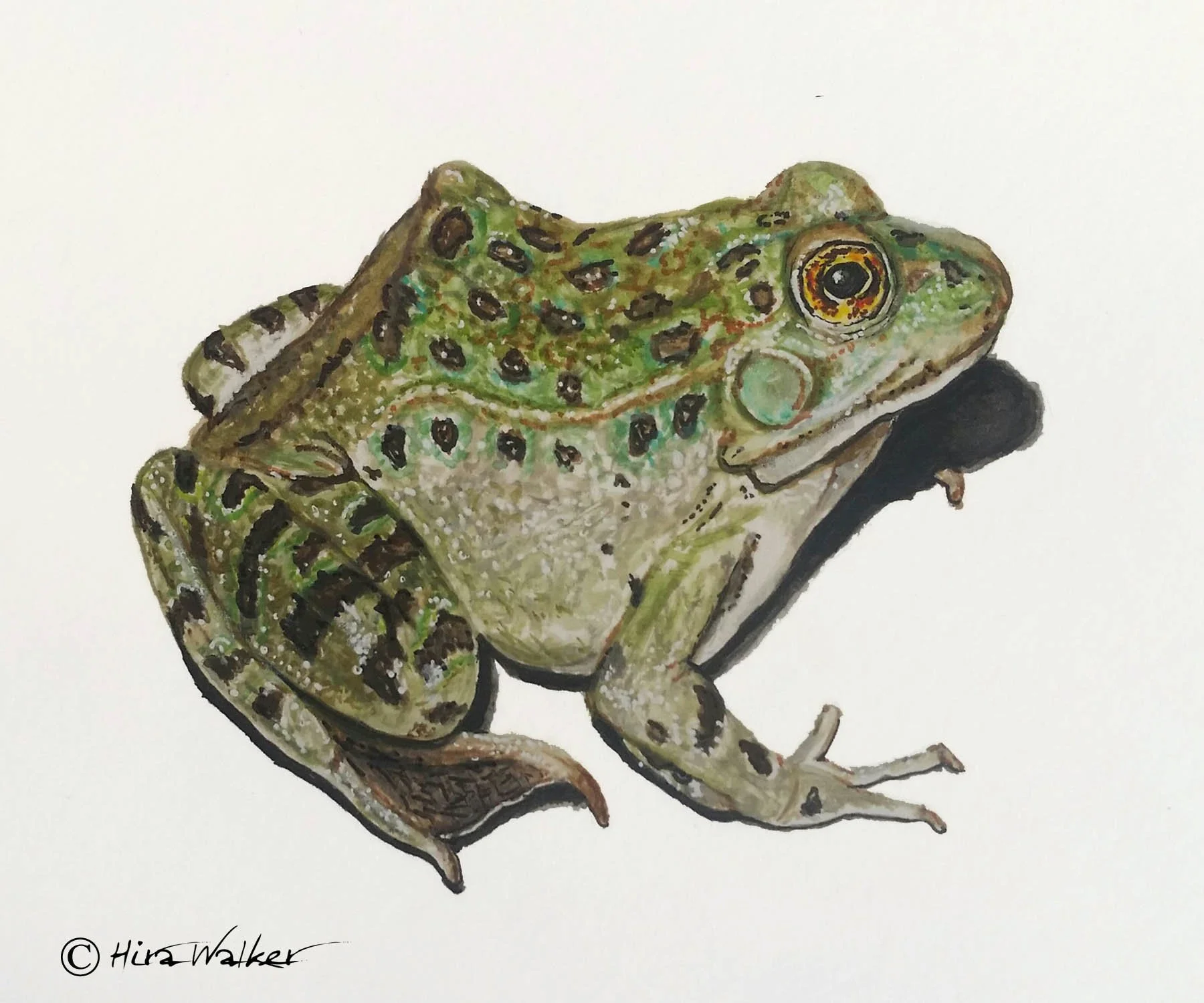 Chiricahua Leopard Frog_2017-11-08_01c.jpg