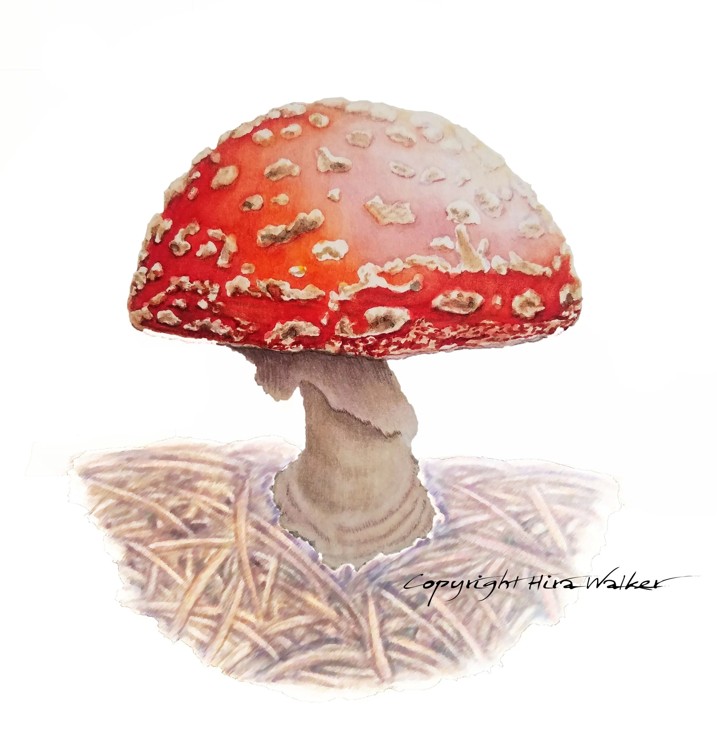 Amanita_2022-05-23 sig.jpg