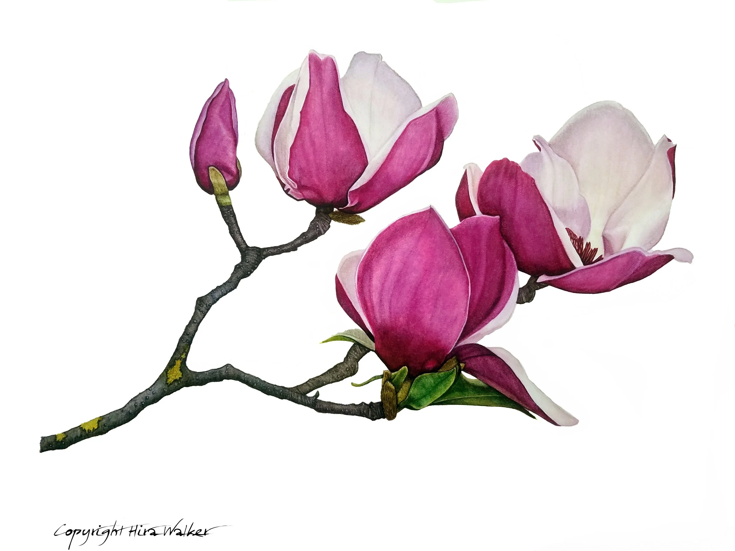 Magnolias Final sig (2).jpg