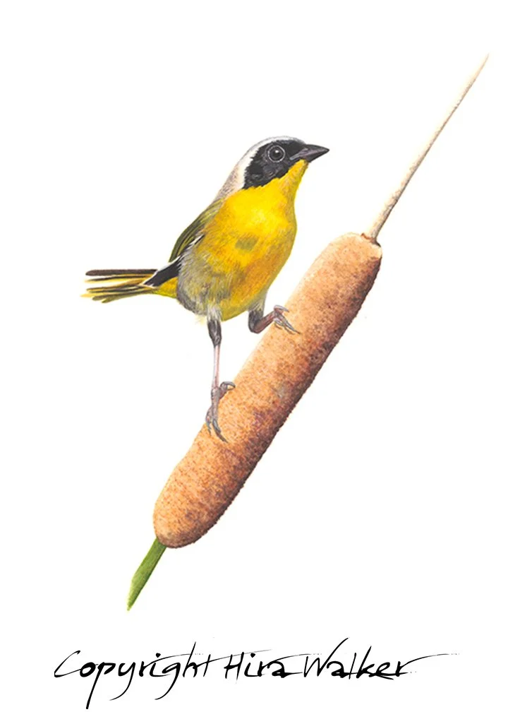 Common Yellowthroat_2018-05-02 Final CR.jpg