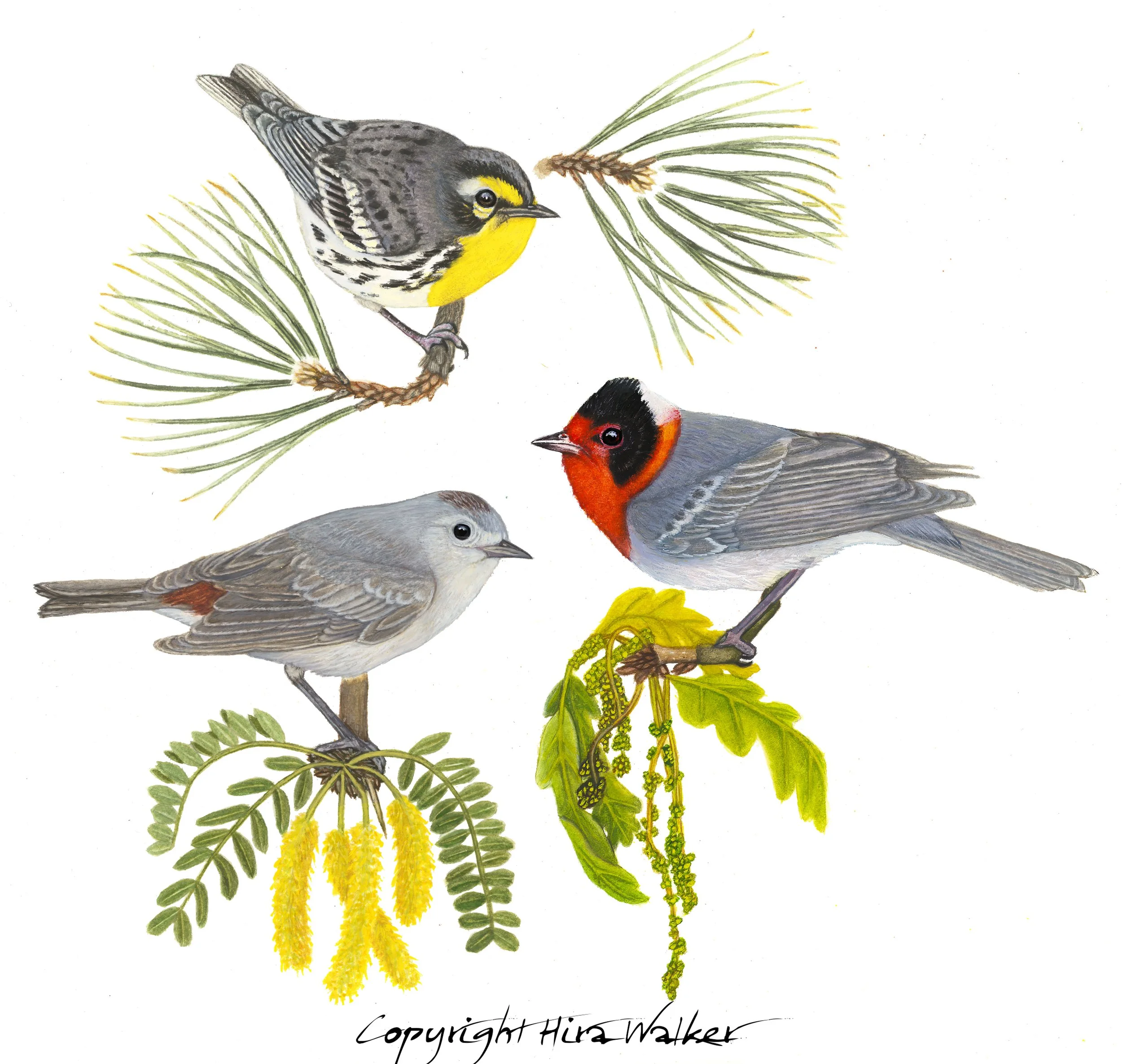 Southwest Warbler WG Logo sig.jpg
