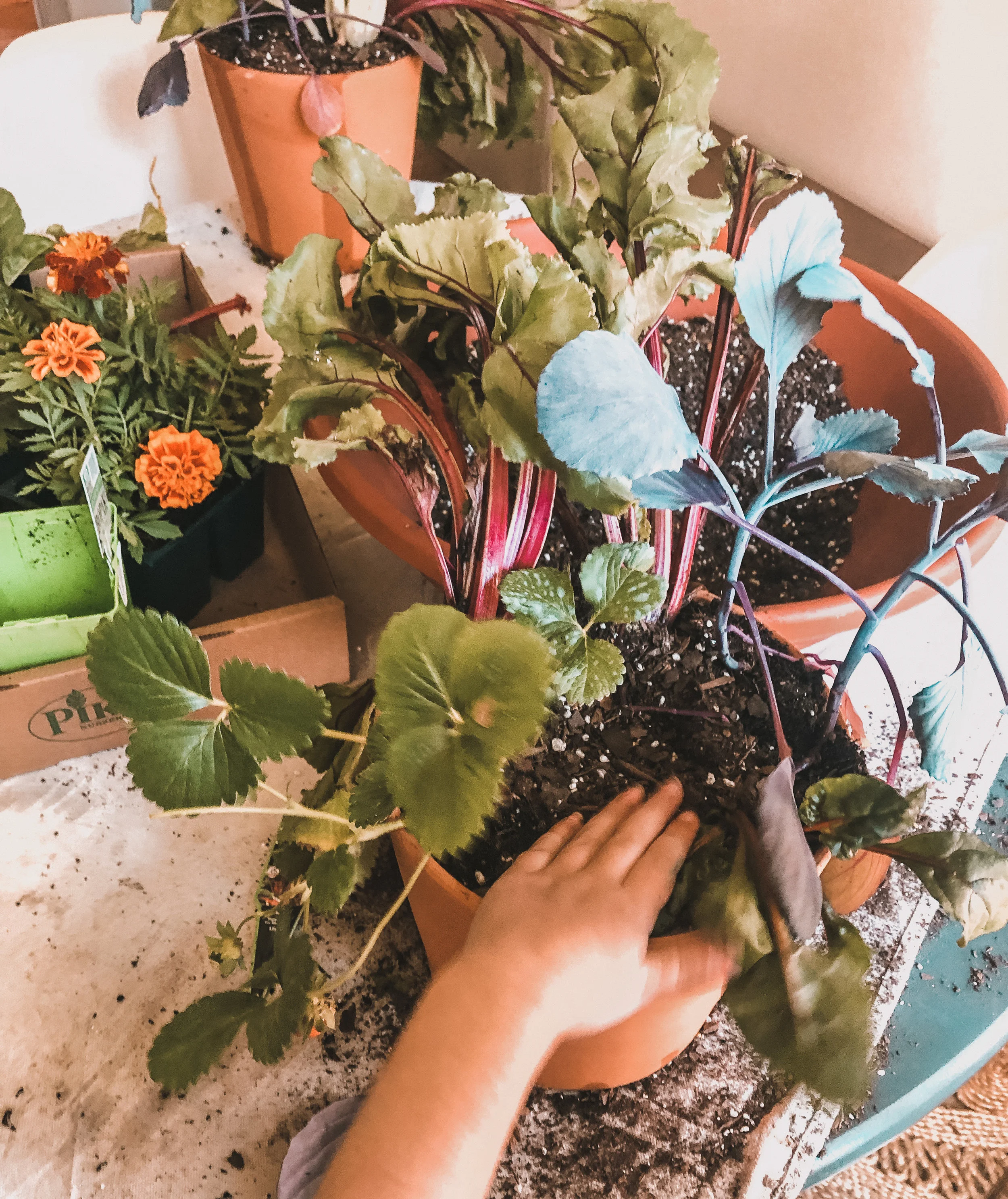 vegetablegardengiftbaskets.jpg