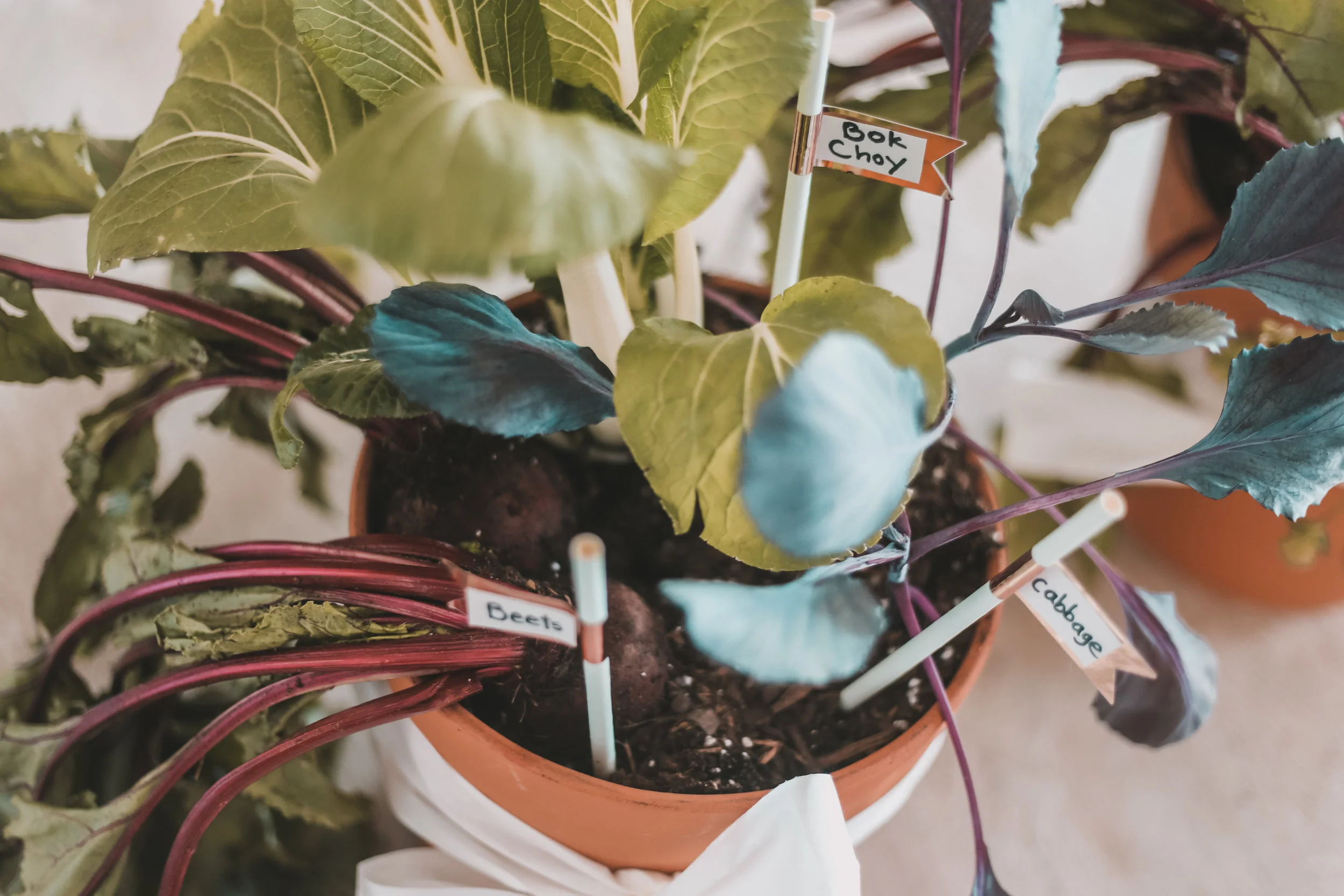 vegetablegardengiftbaskets.jpg