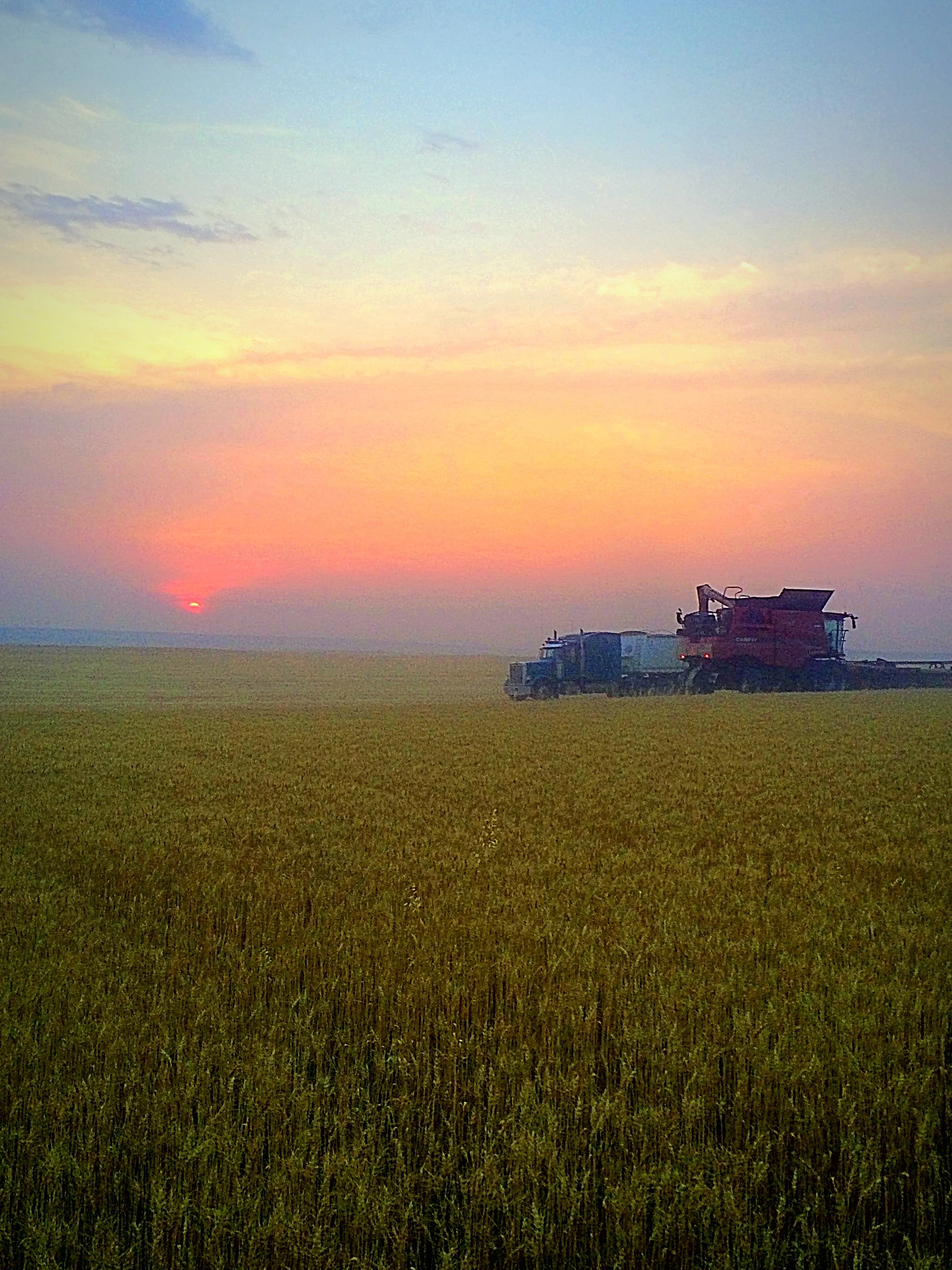 Dear Harvest Widow