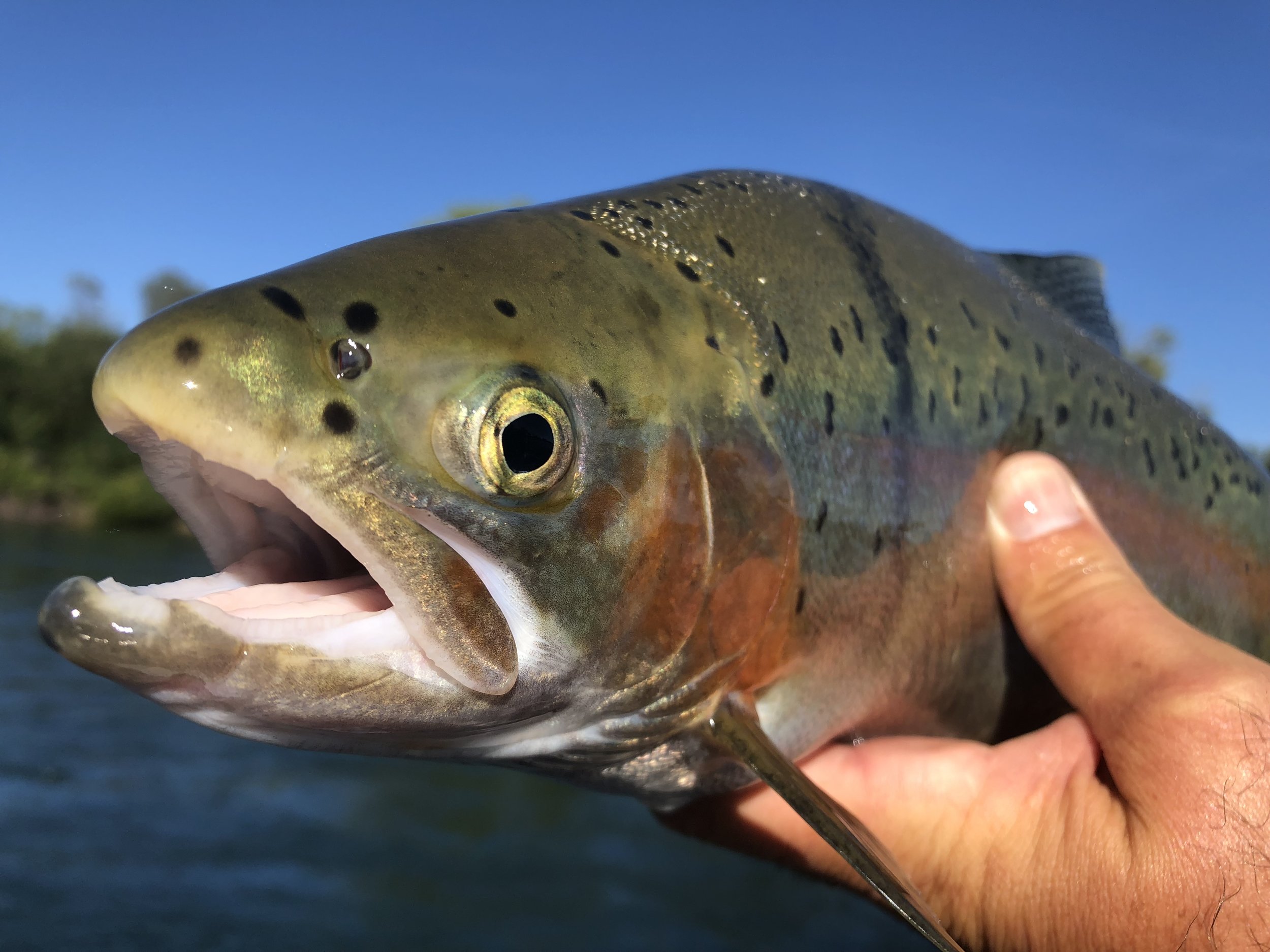 Wild Rainbow Trout