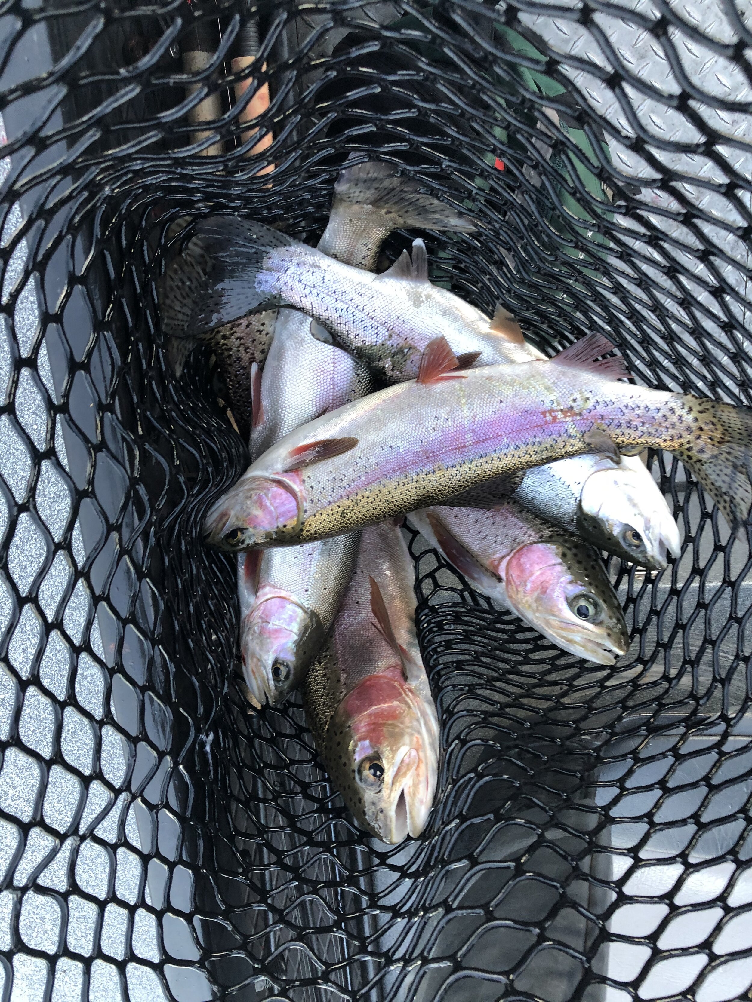 all 5 anglers hook up on one short drift. this is how good the trout/steelhead fishing is on the LOWER SACRAMENTO RIVER in Redding California.