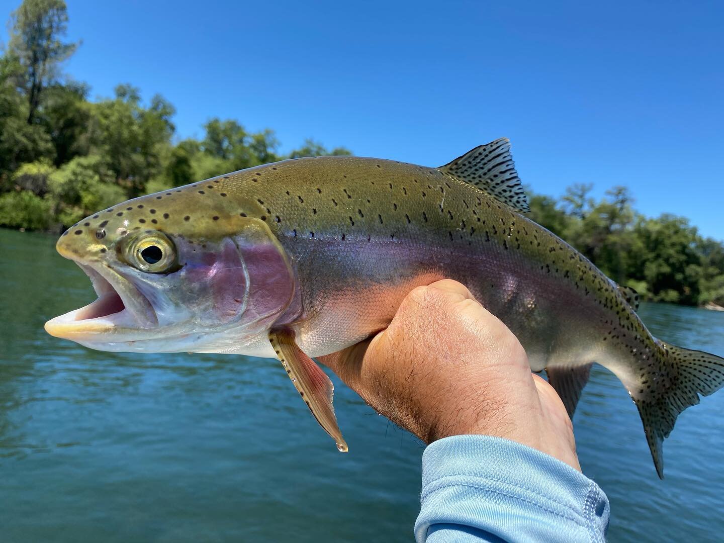 #jtfishingredding the Sacramento River rainbow&rsquo;s are still super grabby! We had plenty of bent rods all day. Thanks to @pautzke_bait for the best bait for these wild trout. 
@jeffgoodwinfishingteam  @pautzke_bait @bradskillerfishinggear 
.
.
.
