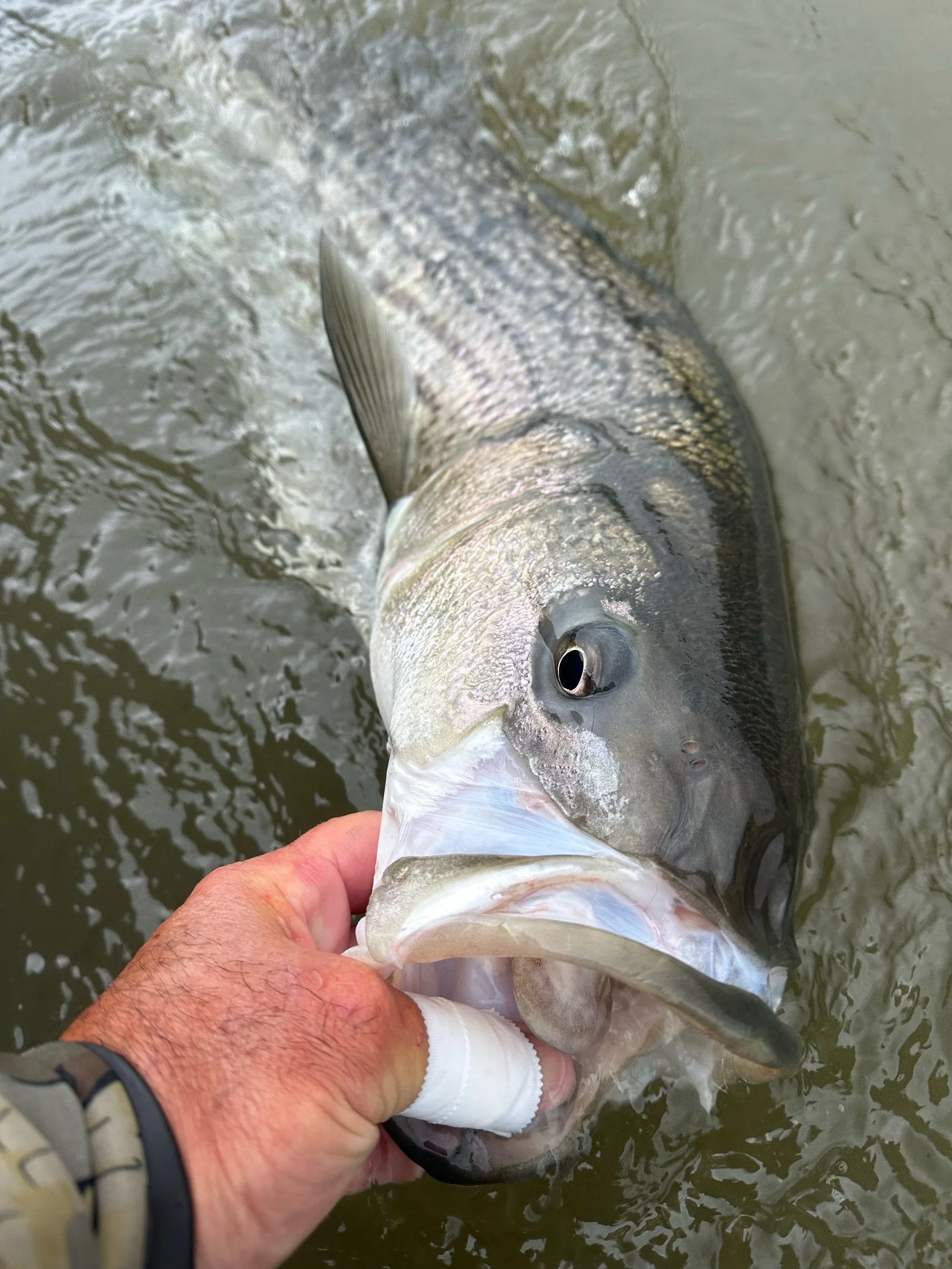 Sacramento River fishing report May 1st 2025!