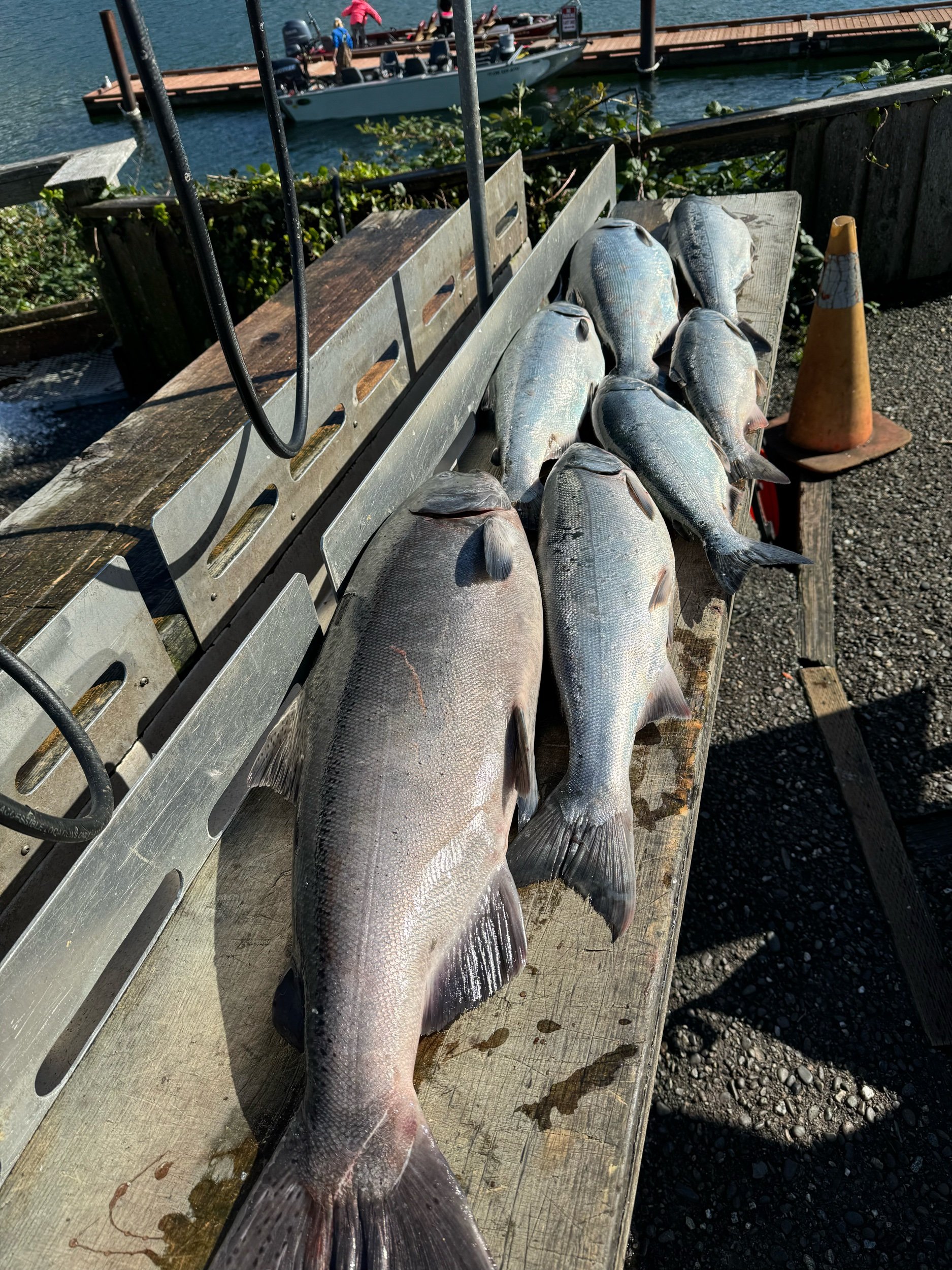 Sacramento River king salmon / Rainbow trout fishing report!
5/7/2026