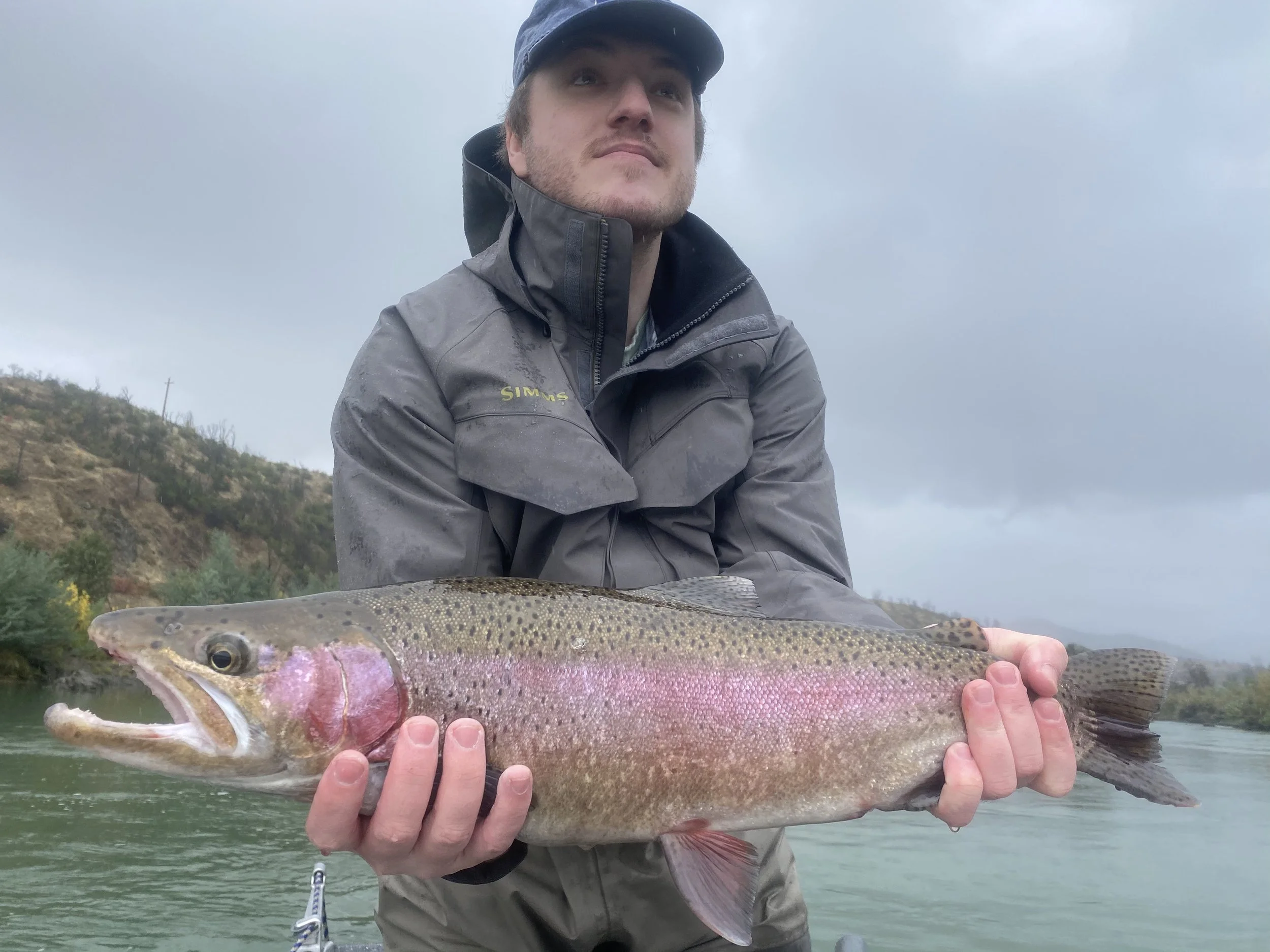 Lower Sacramento River wild rainbow trout fishing on the fly rod!